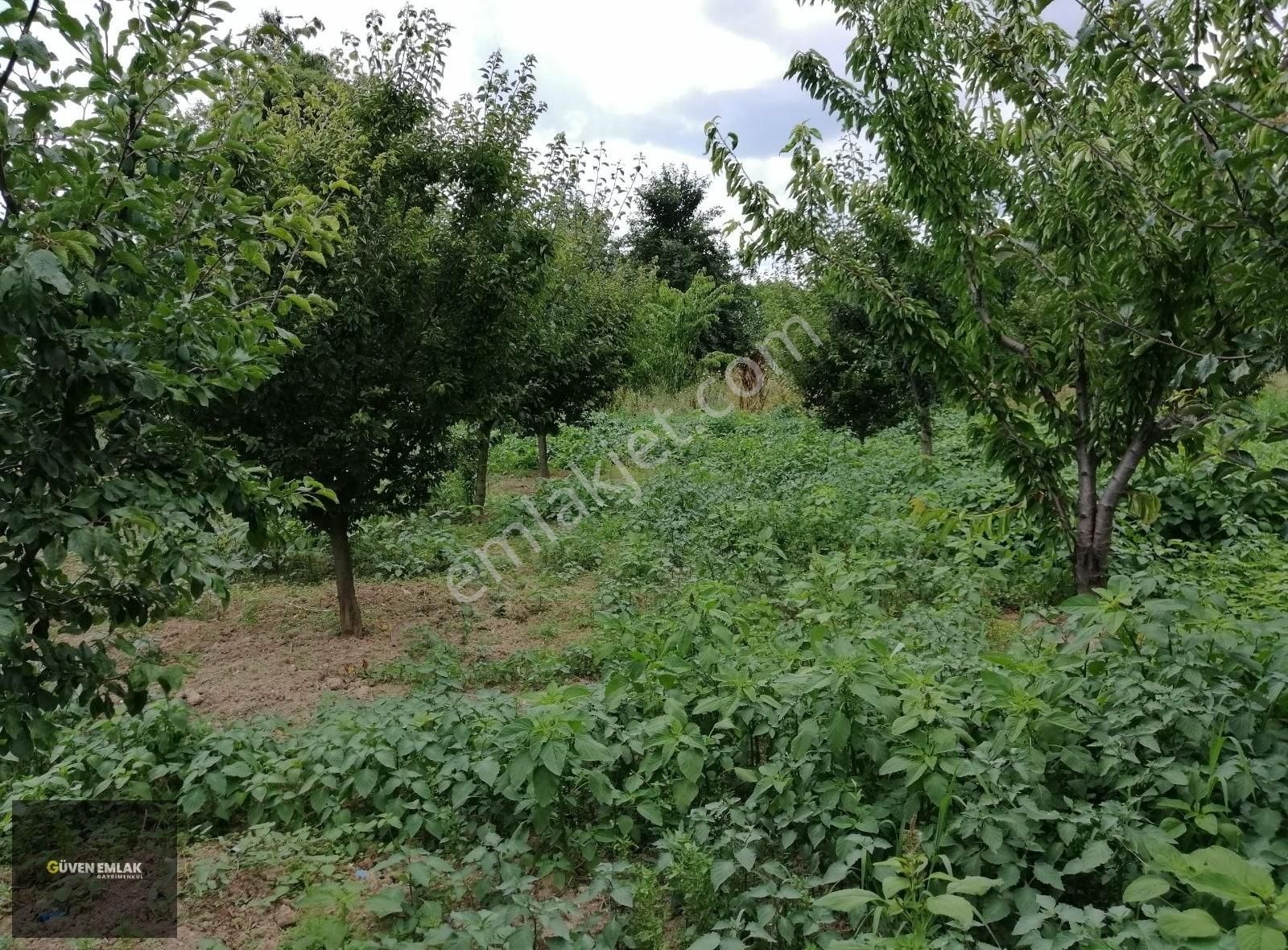 İznik Çiçekli Satılık Bağ & Bahçe İznik Güven Emlaktan Satılık Erik Bahçesi.