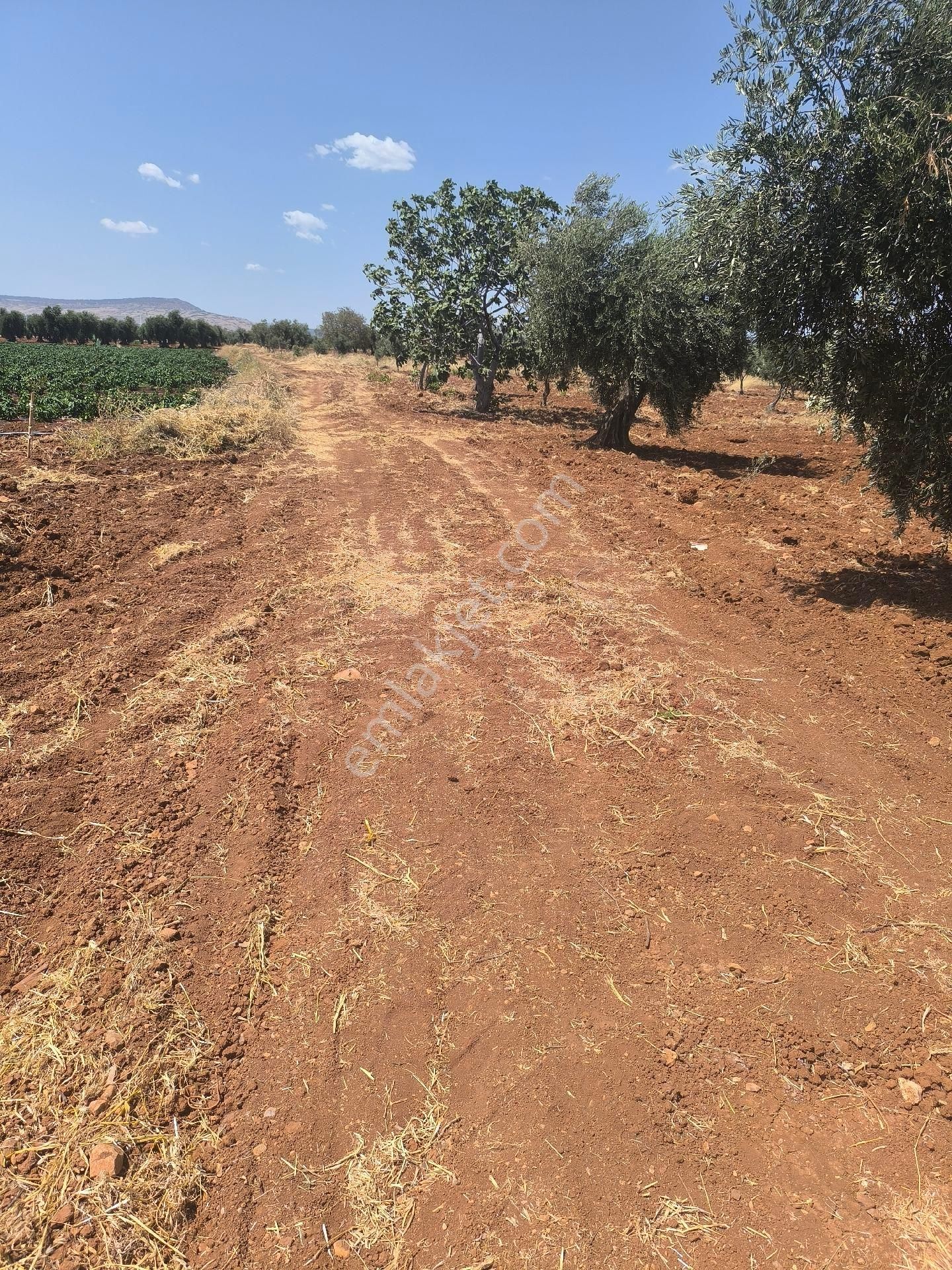 Kilis Merkez Necmettin Erbakan Satılık Arazi Bakımlı Zeytin Ve Fıstık