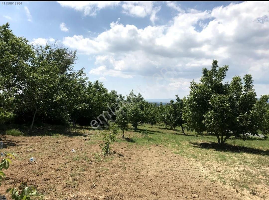 Şarköy Camikebir Satılık Tarla Şarköy İle Gölcük Köyü Arasında Harmankaya Bölgesi Olarak Geçen Yol Kenarı Yatırımlık Tarla