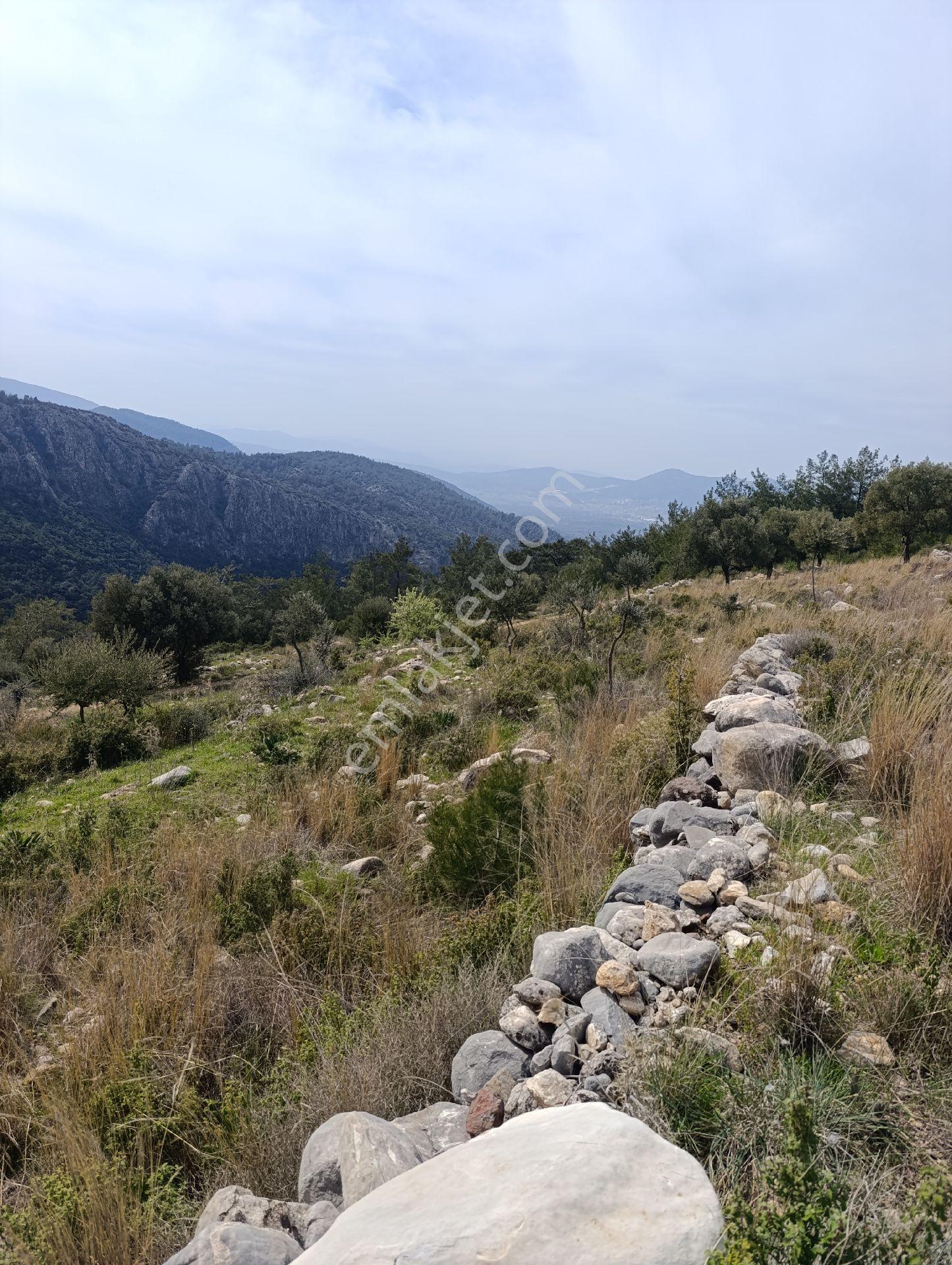 Milas Yusufça İle Kayabaşı Mahallesi Sınırında Sahibinden Satılık 4.653 M2 Zeytinlik Vasıflı Arazi - Görsel 8