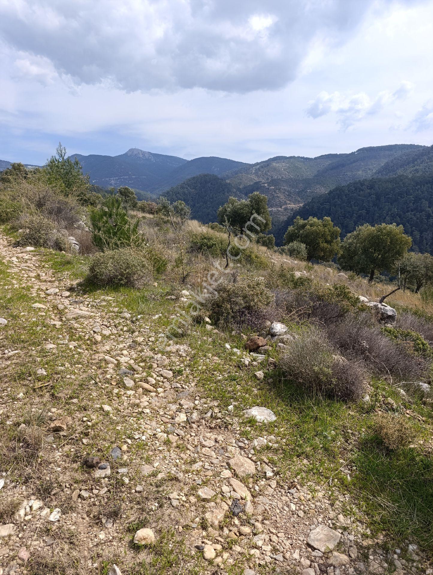 Milas Yusufça İle Kayabaşı Mahallesi Sınırında Sahibinden Satılık 4.653 M2 Zeytinlik Vasıflı Arazi - Görsel 3