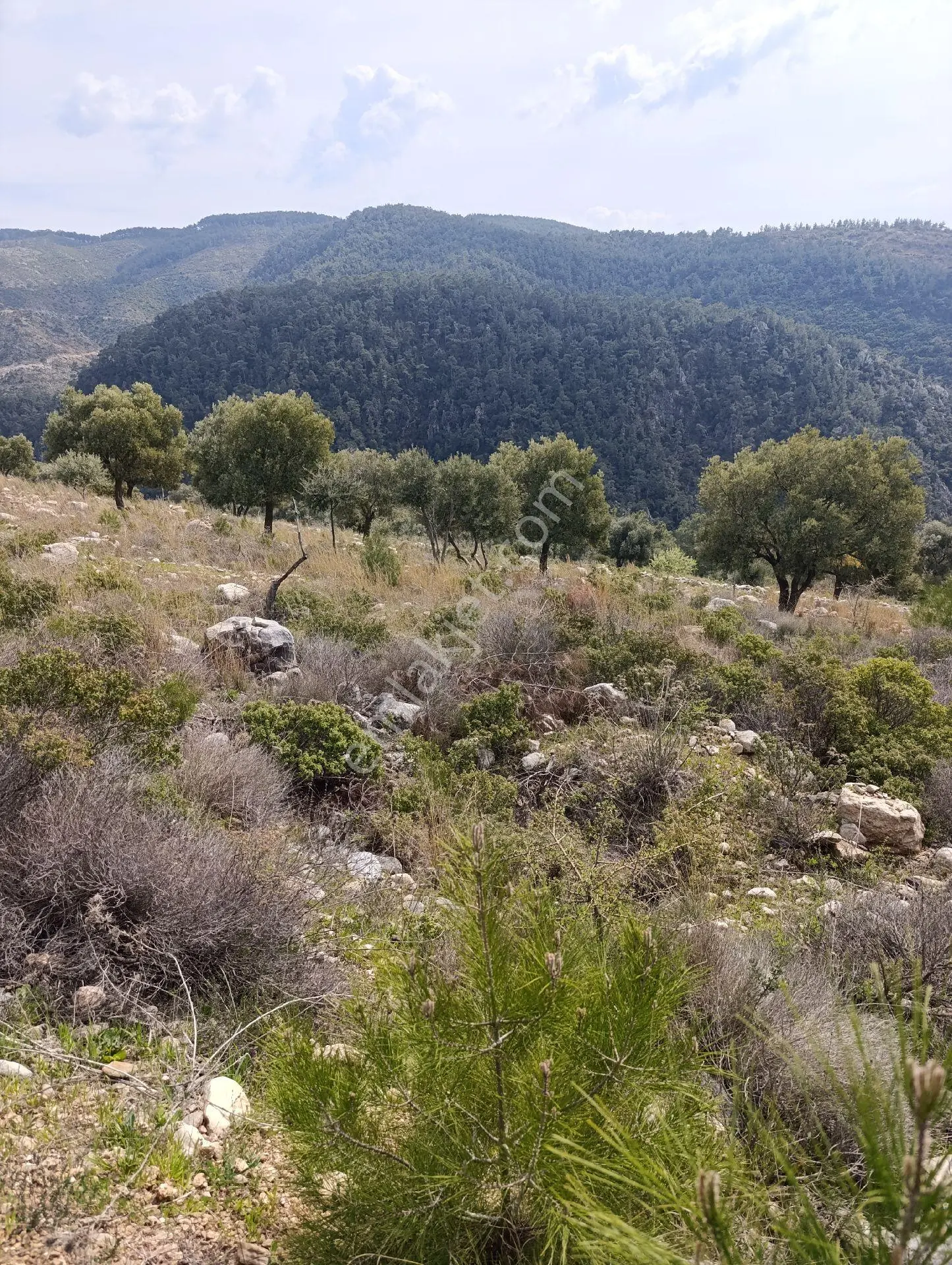 Milas Yusufça İle Kayabaşı Mahallesi Sınırında Sahibinden Satılık 4.653 M2 Zeytinlik Vasıflı Arazi - Görsel 4