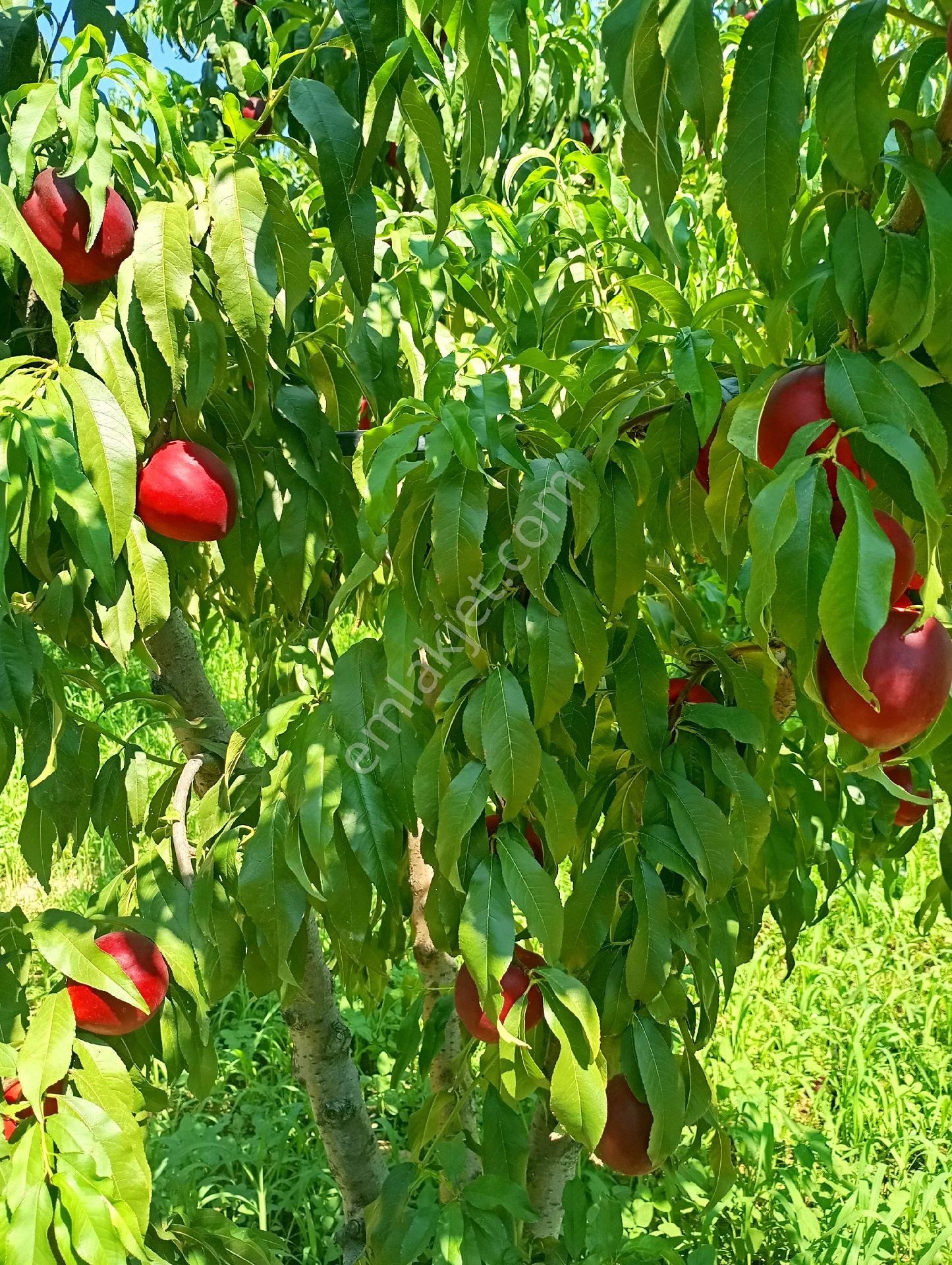 İznik Çakırca Satılık Bağ & Bahçe Sahibinden Satılık Anayola Cepheli Arazi