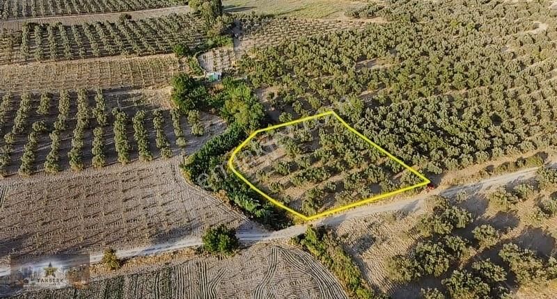 Soma Bayat Satılık Zeytinlik Tanberk den Satılık Zeytinlik 2487 m2 Kadostral yolu var 45 ağaç