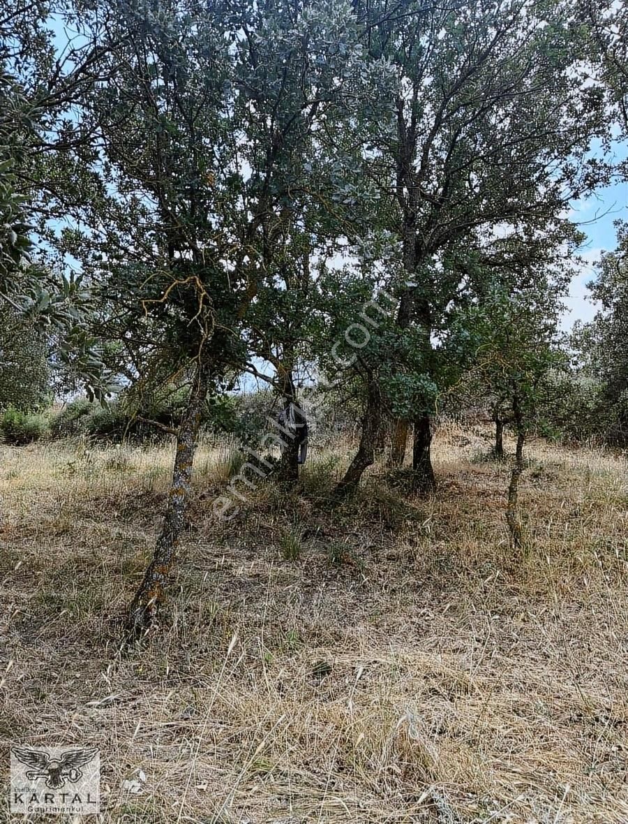 Çanakkale Merkez Işıklar Köyü Satılık Tarla ÇANAKKALE/MERKEZ/IŞIKLAR KÖYÜ SATILIK TARLA