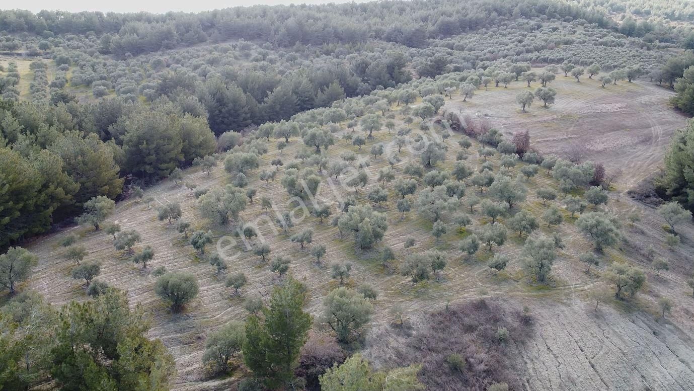 Saruhanlı Gözlet Satılık Zeytinlik Manisa Saruhanlı Gözlet Köyünde Satılık Zeytinlik