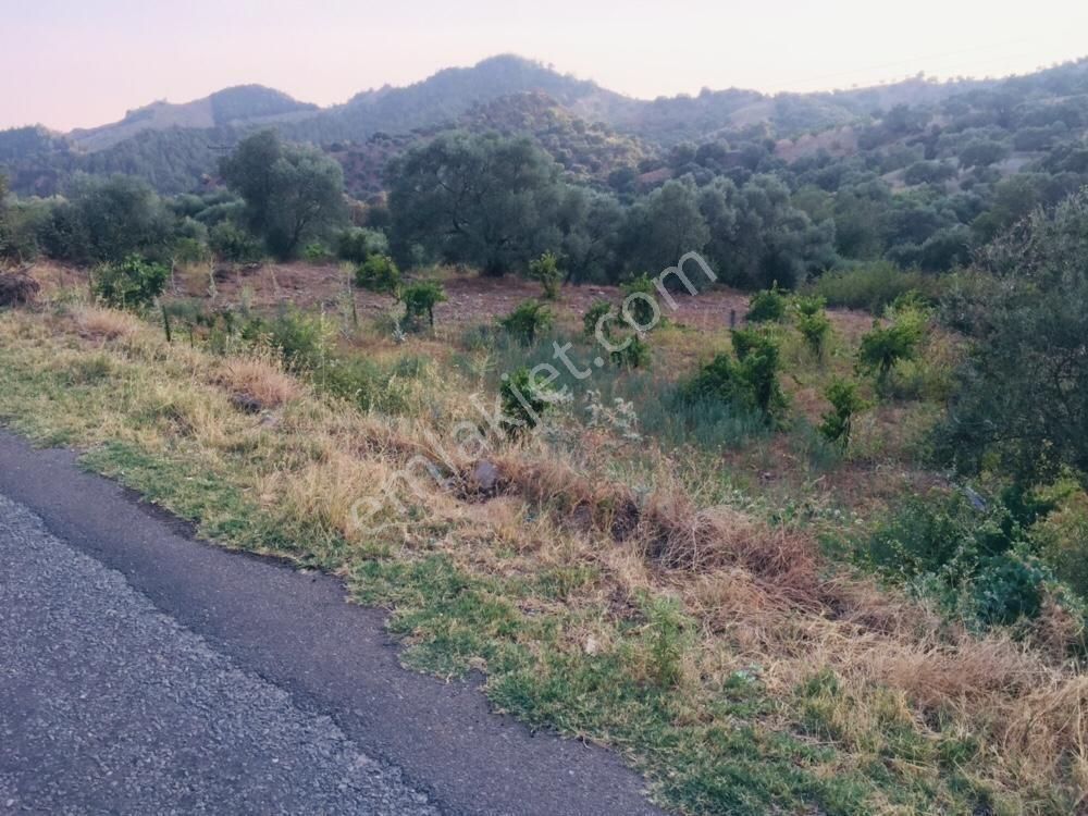 Nazilli Altıntaş Satılık Bağ & Bahçe yiğit gayrimenkul den ana yol üzeri 1800 mk bahce