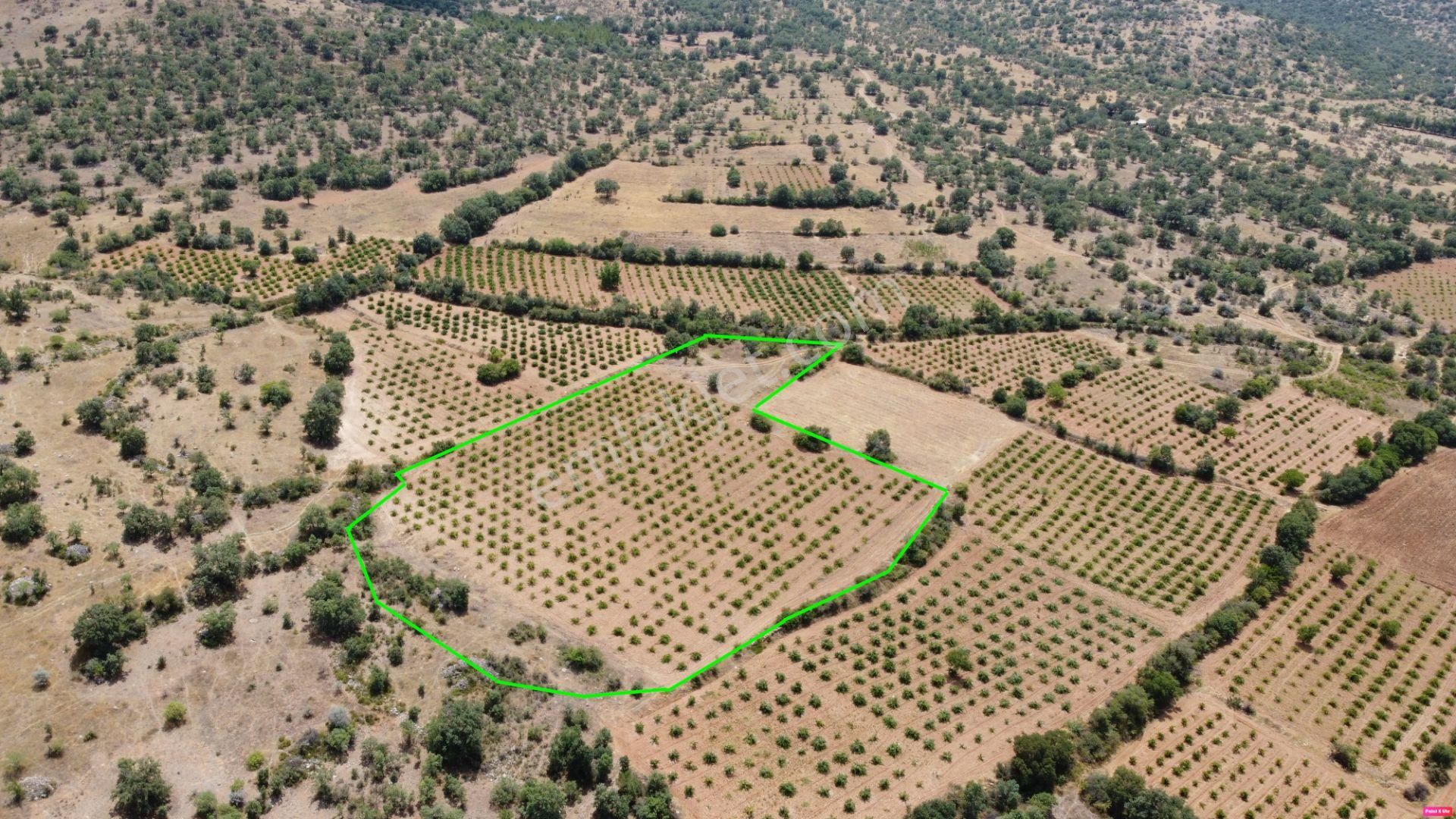 Bekilli Poyrazlı Satılık Bağ & Bahçe Denizli Bekilli Poyrazlı Mah. 13.360 M2 Üzüm Bağı