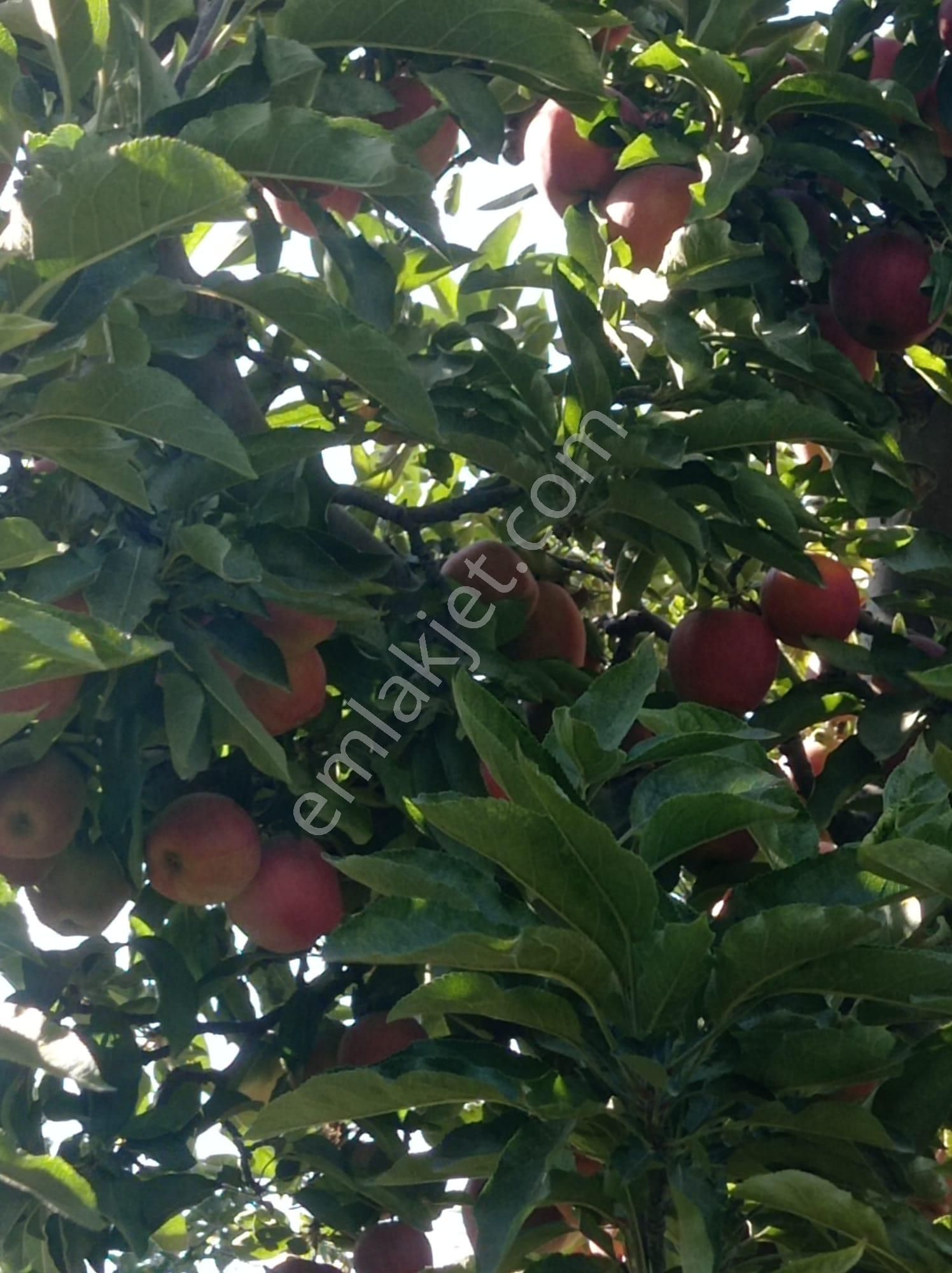 Yücel Emlaktan Merkeze Yakın Elma Bahçesi - Görsel 2