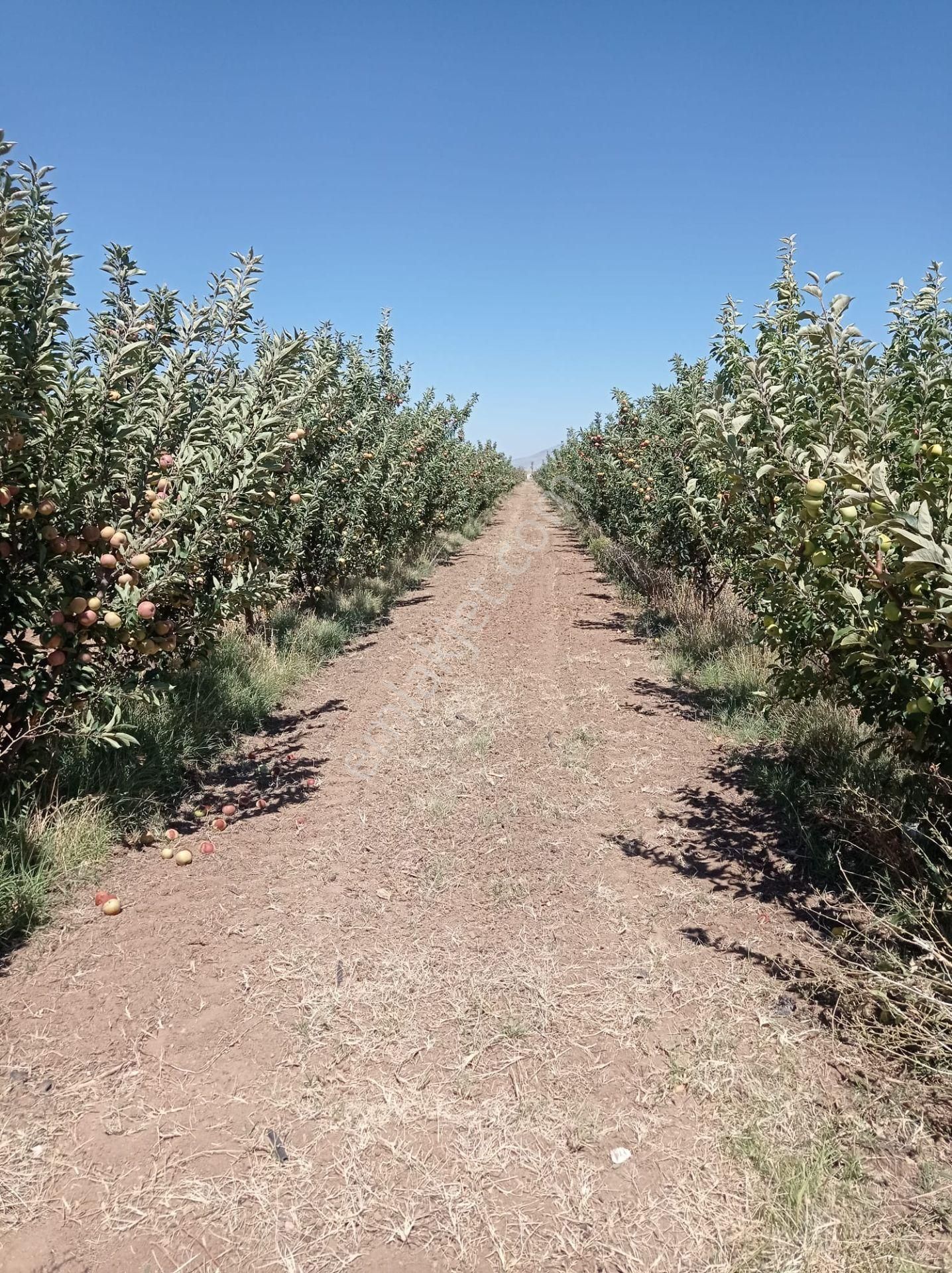 Yücel Emlaktan Merkeze Yakın Elma Bahçesi - Görsel 4