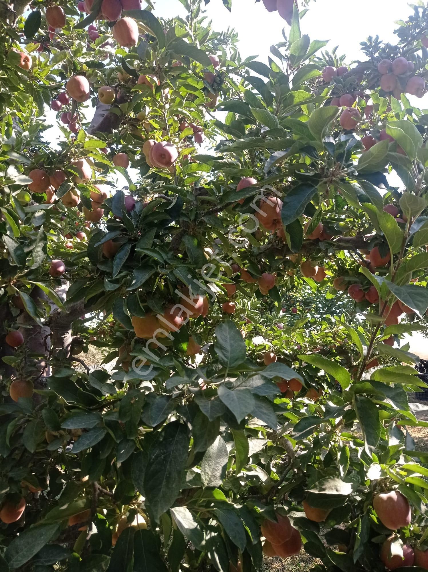 Yücel Emlaktan Merkeze Yakın Elma Bahçesi - Görsel 6