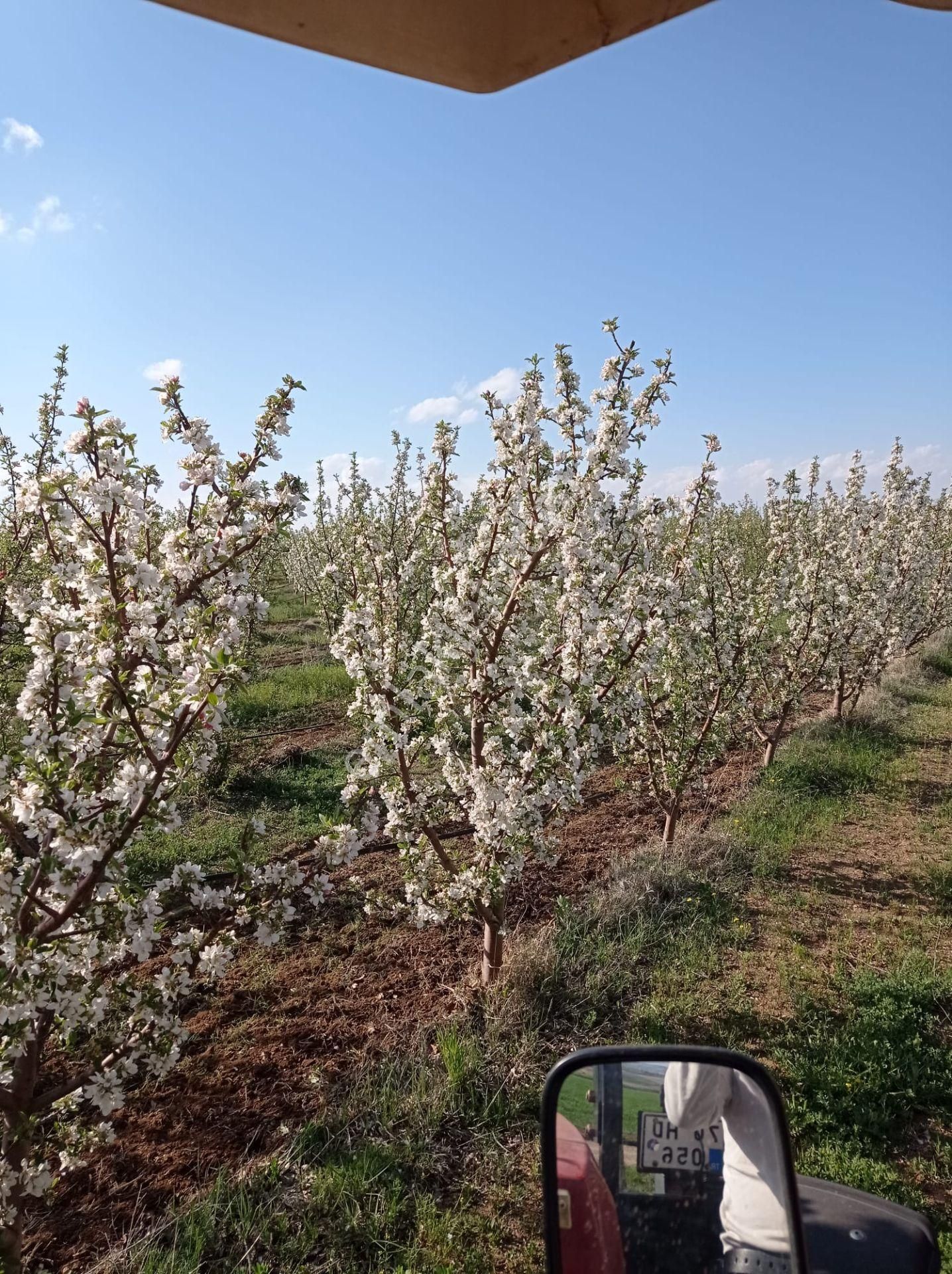 Yücel Emlaktan Merkeze Yakın Elma Bahçesi - Görsel 5