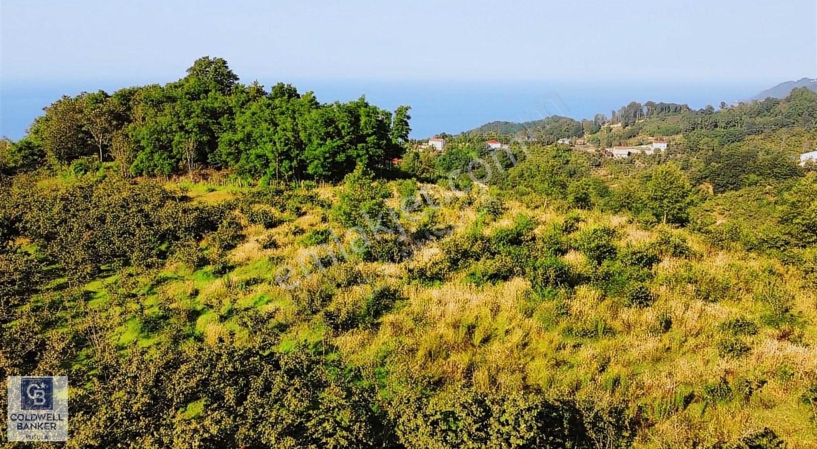 Perşembe Çaytepe Satılık Ticari İmarlı YASON BURNU MANZARALI TURİZMLİK KUPON ARSA