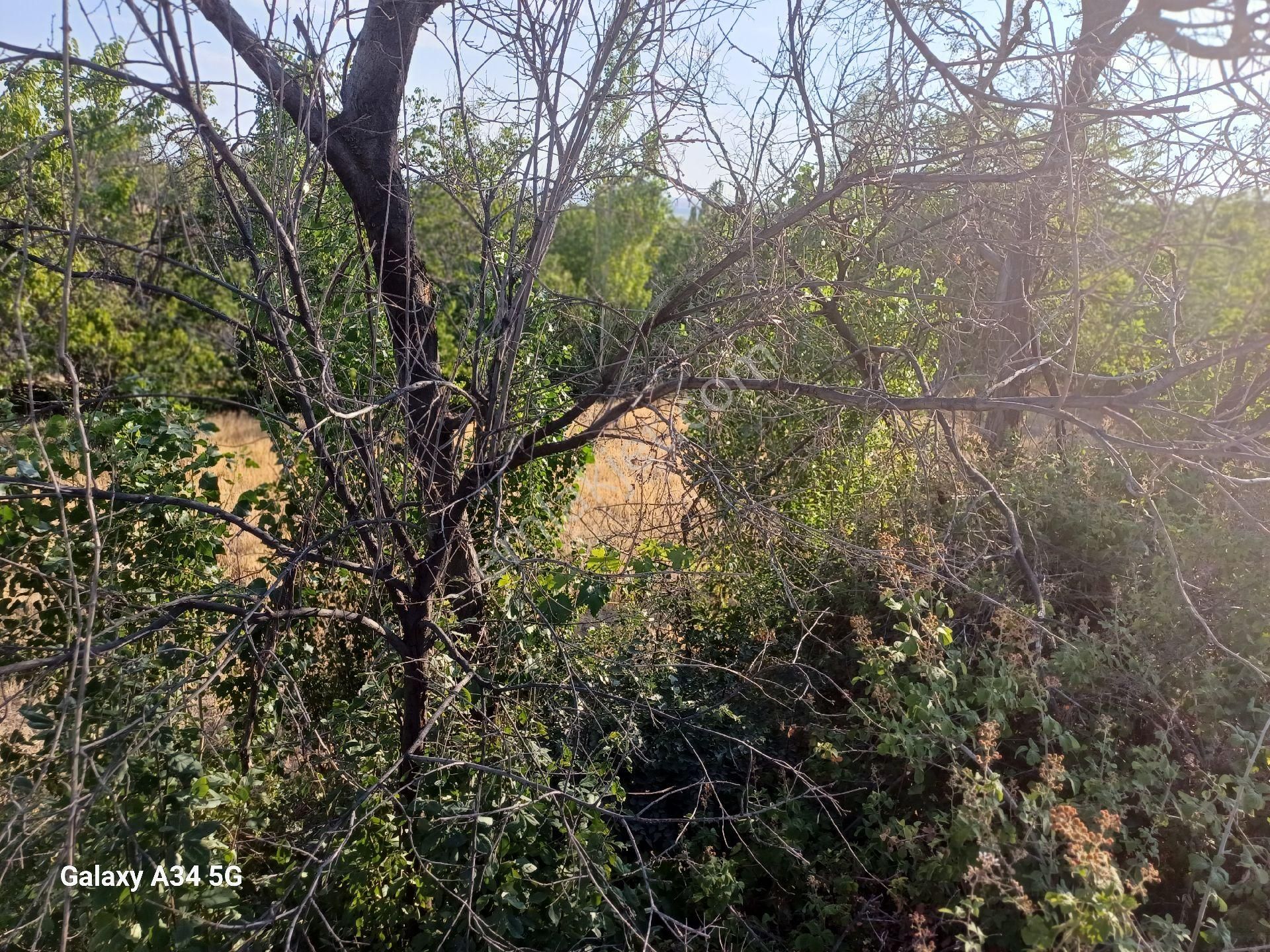 Niğde Altunhisar Da Satılık Bahçe - Görsel 6