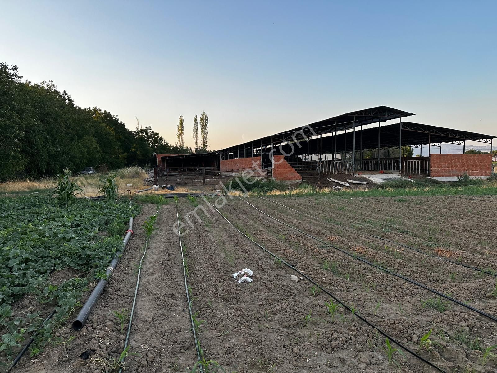 Bergama Ayaskent Satılık Tarla AYASKÖYDE 35 DEKAR ÇİFTLİK