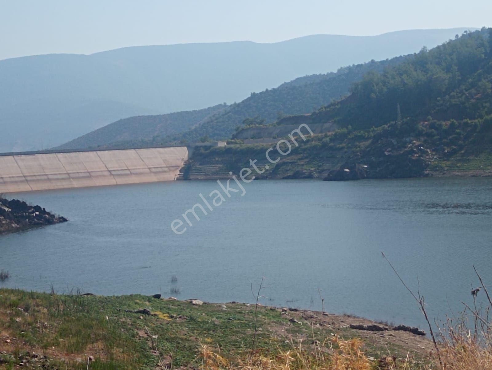 Milas Kayabükü Satılık Zeytinlik Göle sıfır Zeytinlik 