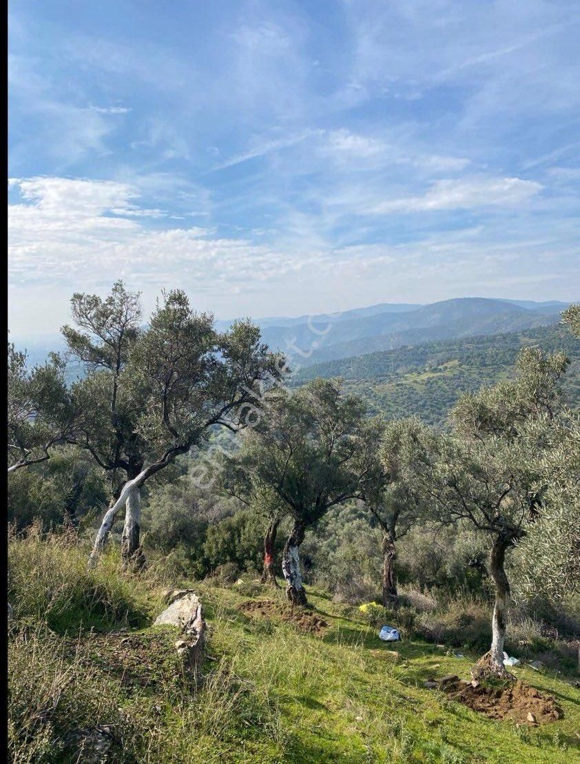 Bayındır Satılık Zeytinlik 731 M2 40 Ağaçlı - Görsel 7
