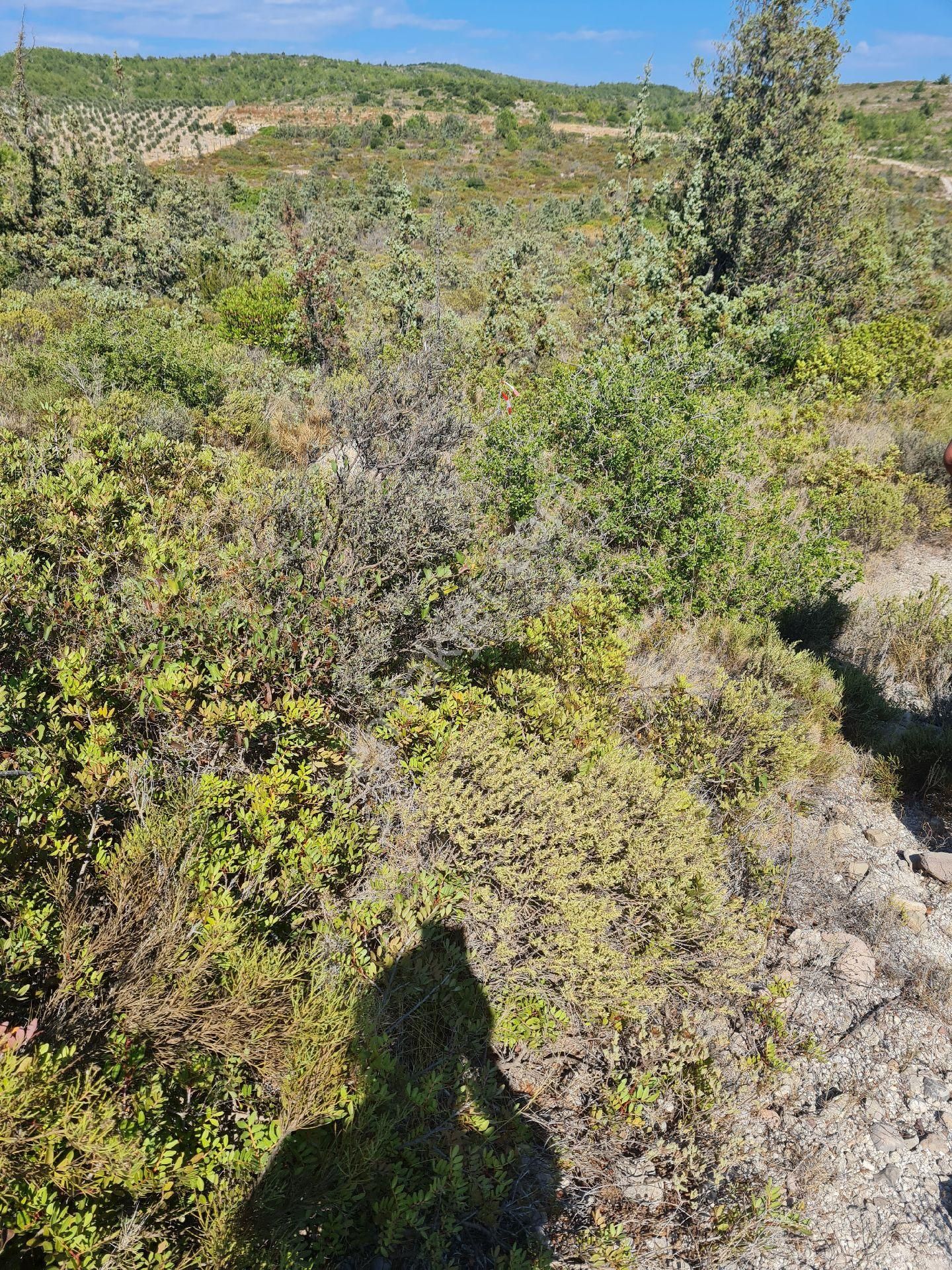 İzmir Çeşme Satılık Sit Alanı Alaçatı Deliklikoy yakını satılık arsa