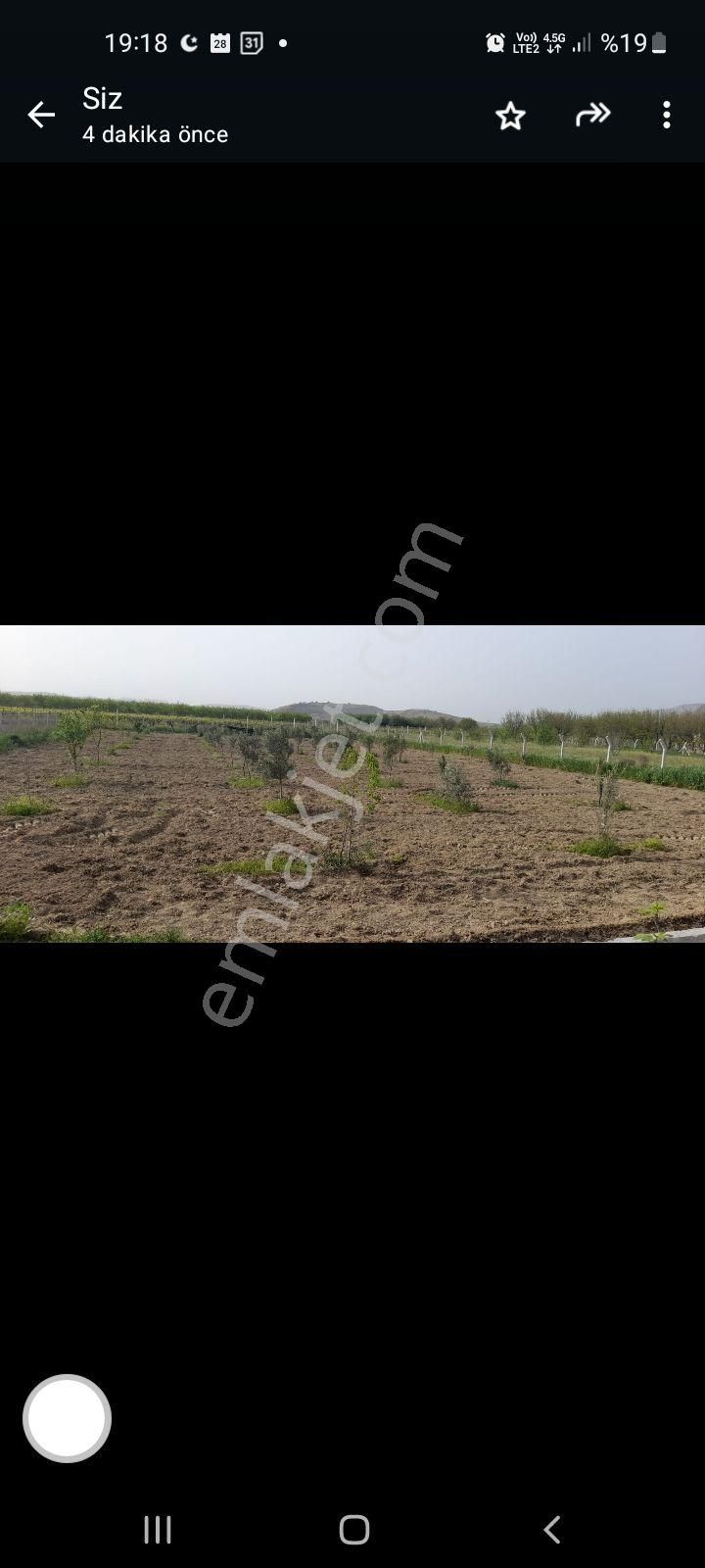 Satılık Zeytinlik - Görsel 6