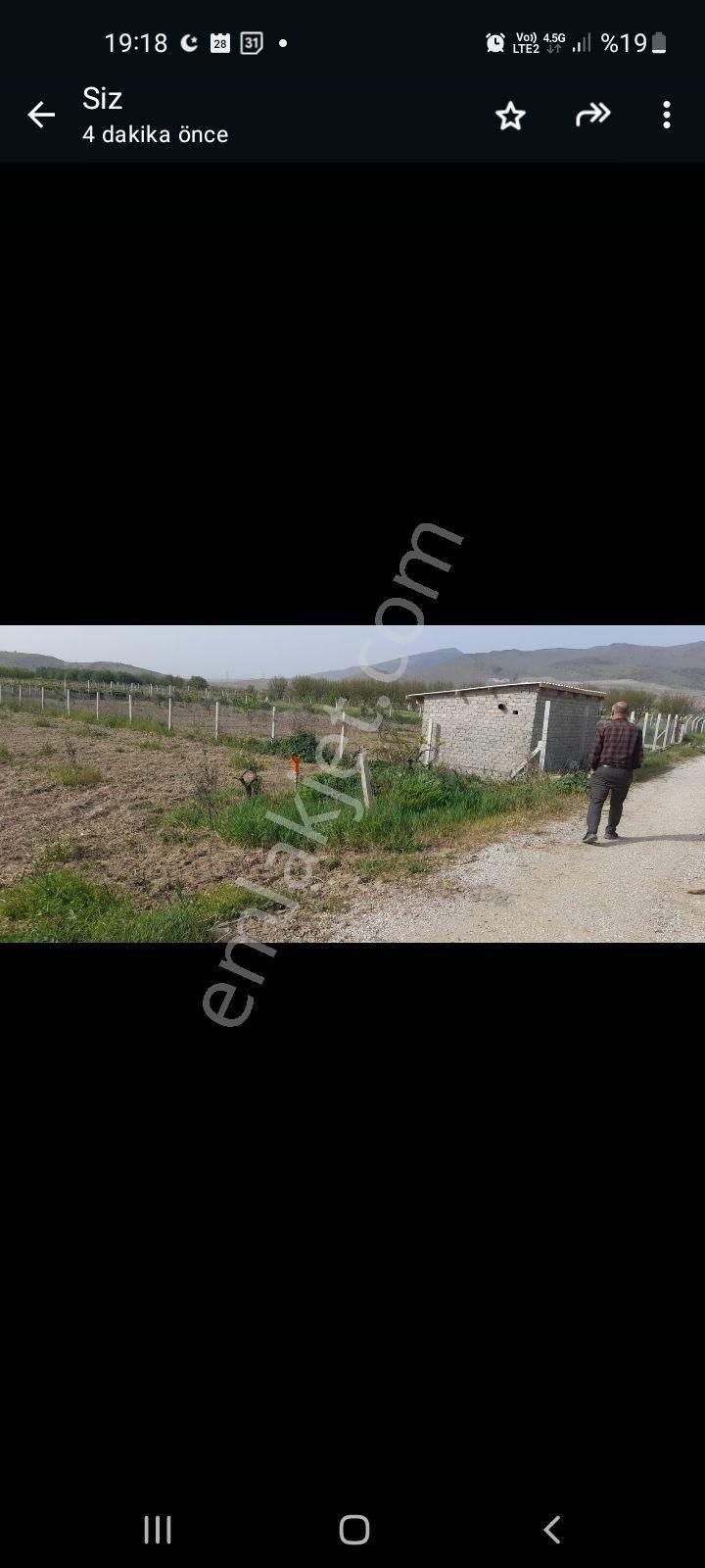 Satılık Zeytinlik - Görsel 5