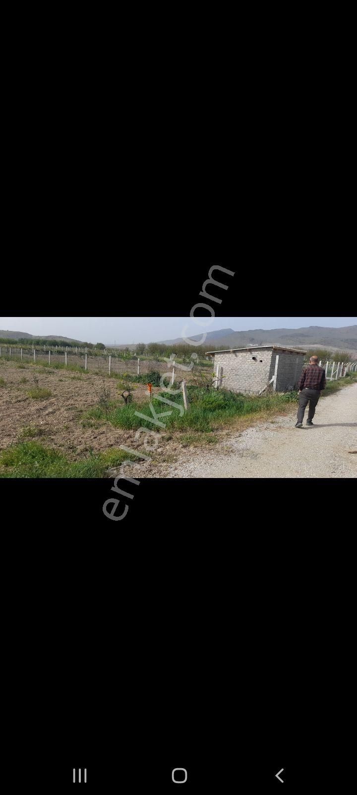 Satılık Zeytinlik - Görsel 4