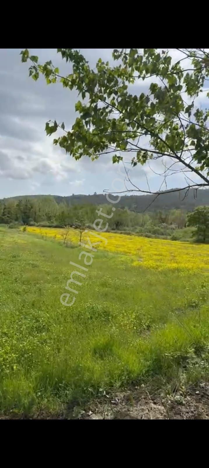 Yenice Bağlı Köyü Satılık Tarla  YENİCE BAĞLI DA SATILIK KELEPİR TARLA