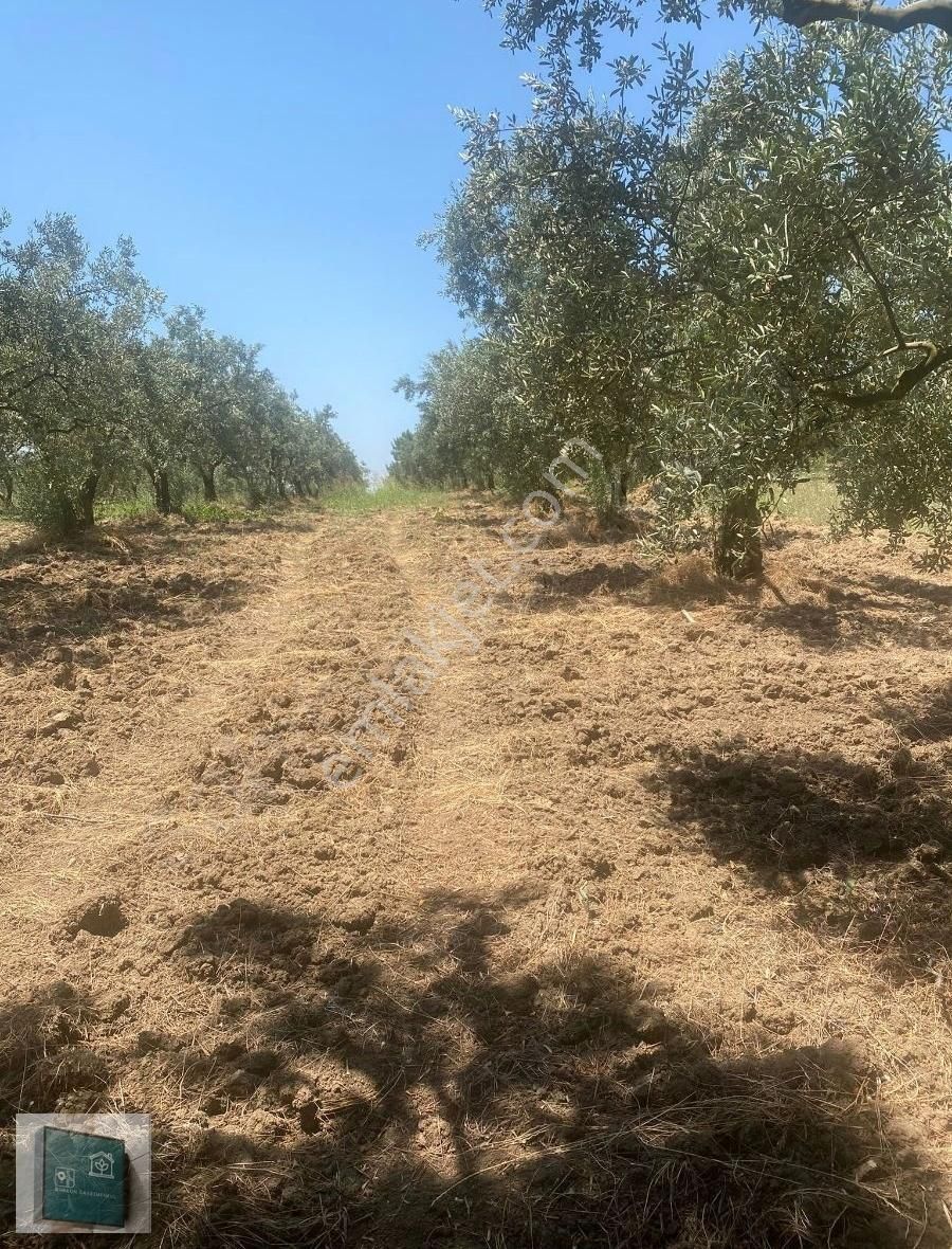 Mudanya Çağrışan Satılık Villa İmarlı ÇAĞRIŞANDA VİLLA İMARLI ARSA