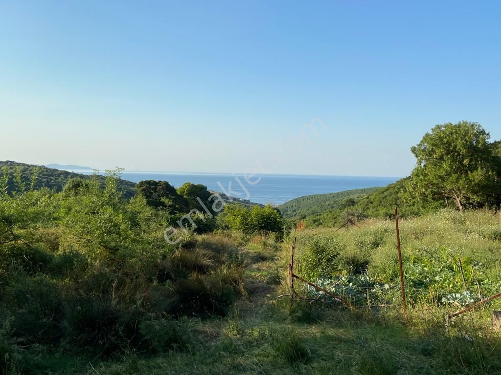 Mudanya Mesudiye Satılık Bağ & Bahçe GLOBAL GİRİŞİM ' DEN MUDANYA MESUDİYE ' DE SATILIK BAHÇE