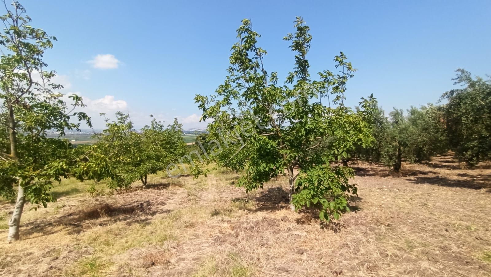 Mustafakemalpaşa Çördük Satılık Tarla İnceoğlundan Çördük'te 4200m² Satılık Ceviz Bahçesi