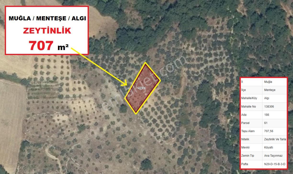 Menteşe Algı Satılık Zeytinlik  Muğla Menteşe Algı'da Köye Yakın 707 m2 Fırsat Zeytinlik