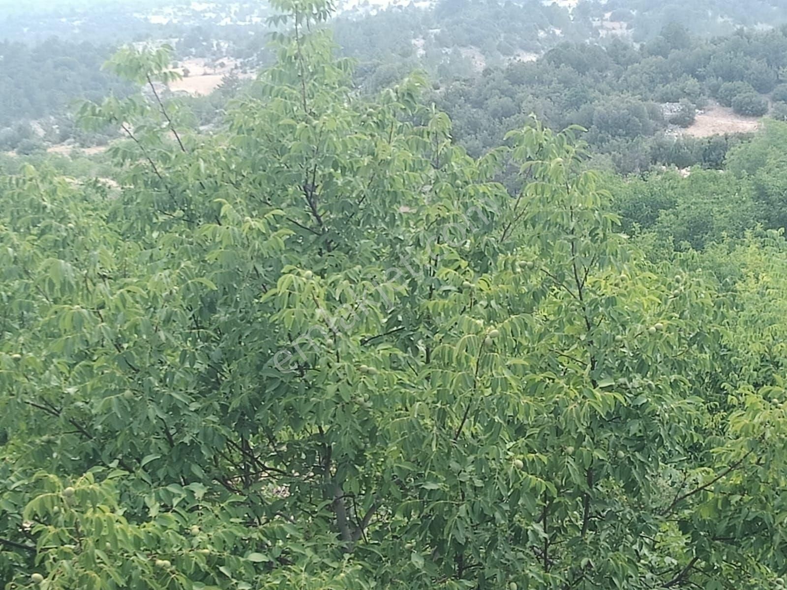Aydıncık Emlaktan Satılık Bahçe 26dönüm - Görsel 34