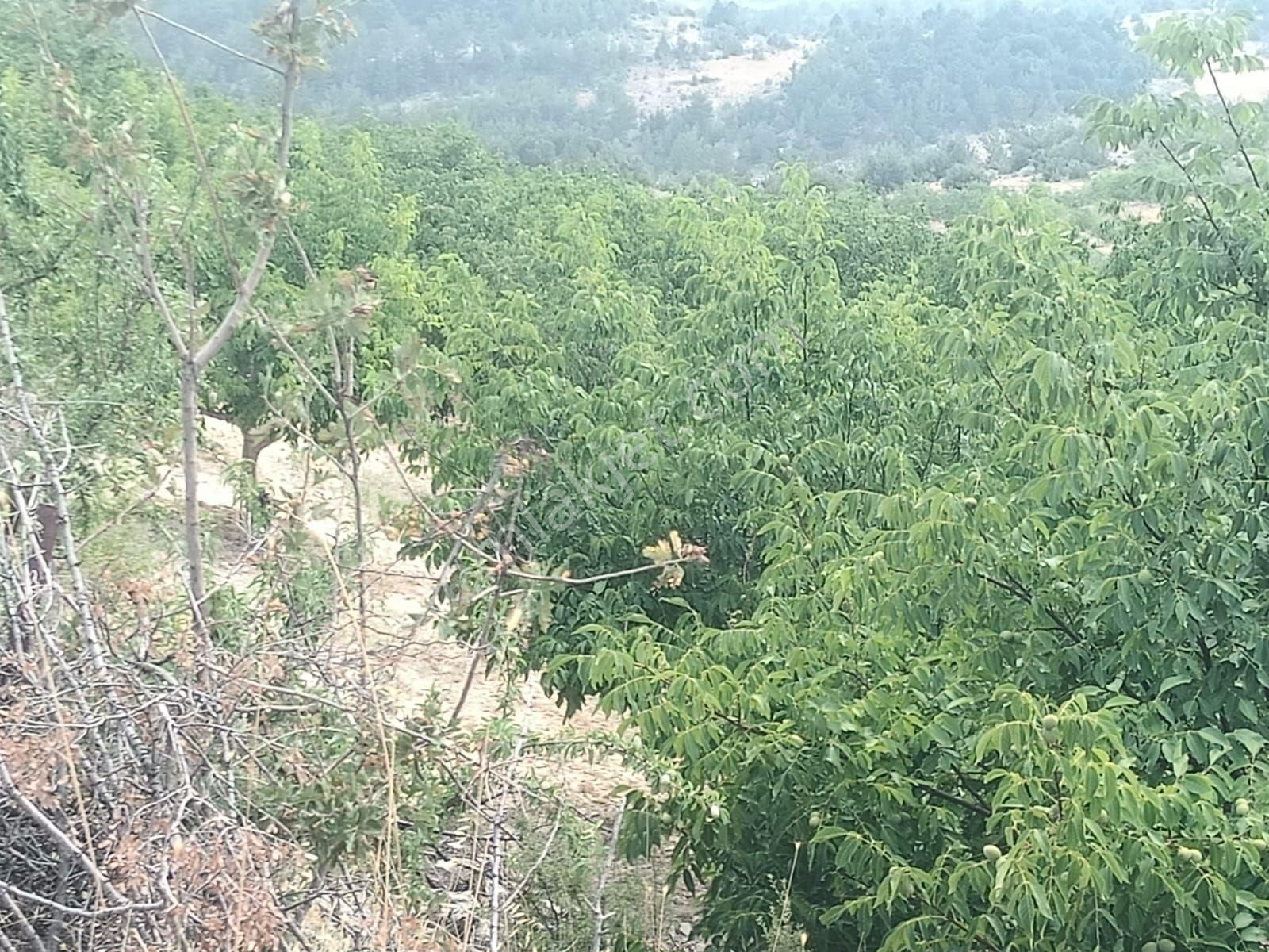 Aydıncık Emlaktan Satılık Bahçe 26dönüm - Görsel 35