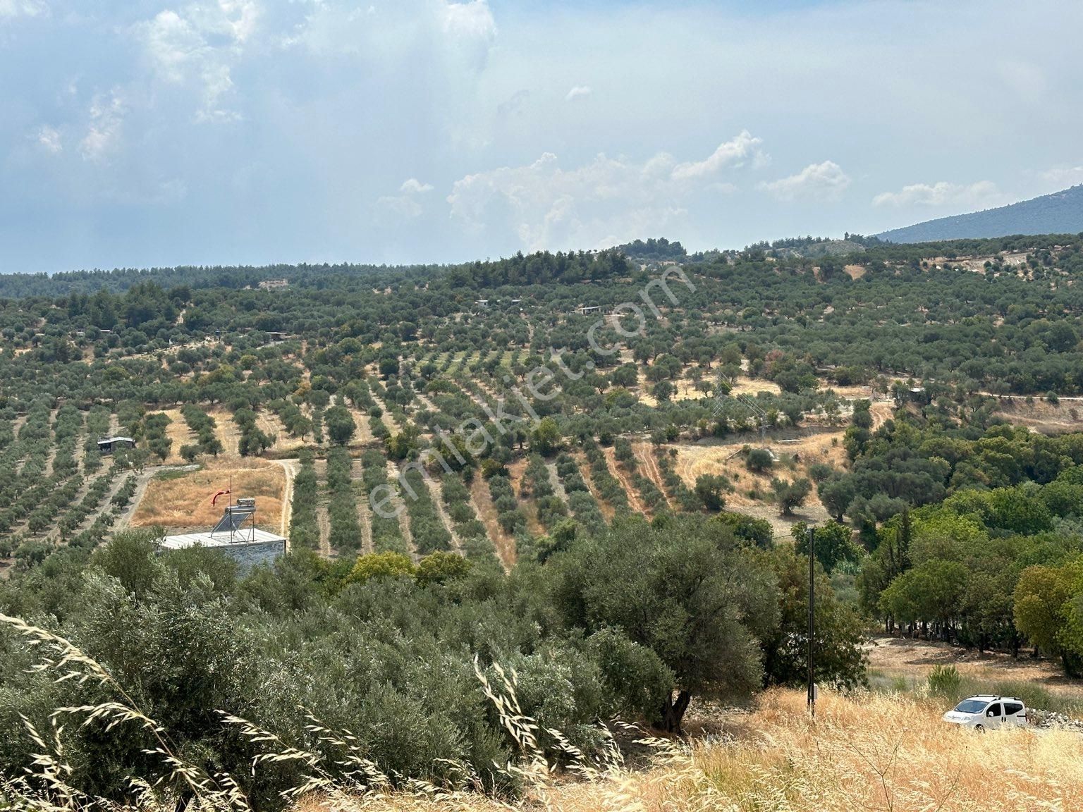 Şehzadeler Belenyenice Satılık Tarla ROTA GAYRİMENKULDEN FIRSAT KAÇIRILMAYACAK 1445 m2 SATILIK TARLA