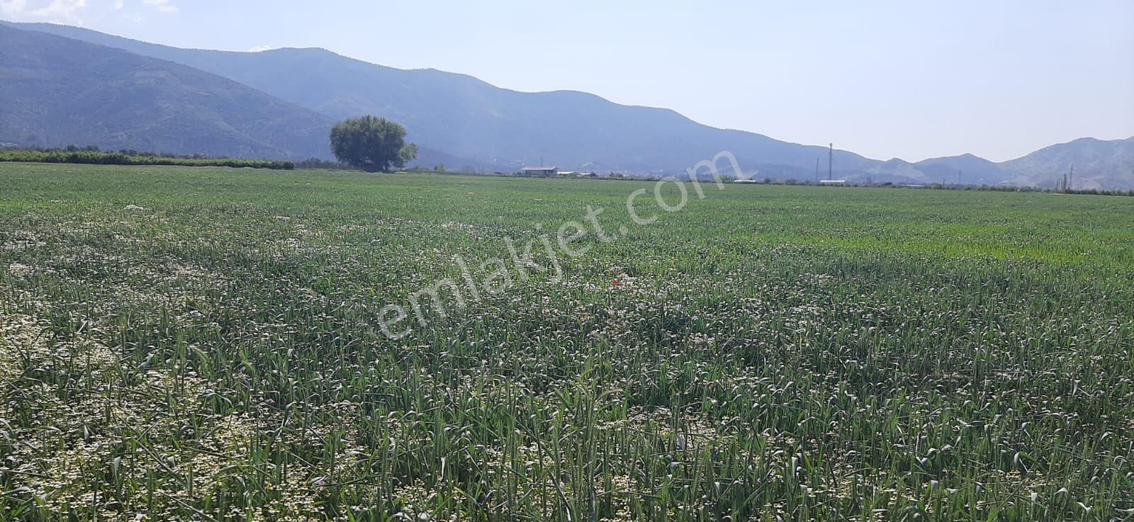 Ödemiş Ovakent Satılık Tarla İZMİR ÖDEMİŞ ADAGİDE