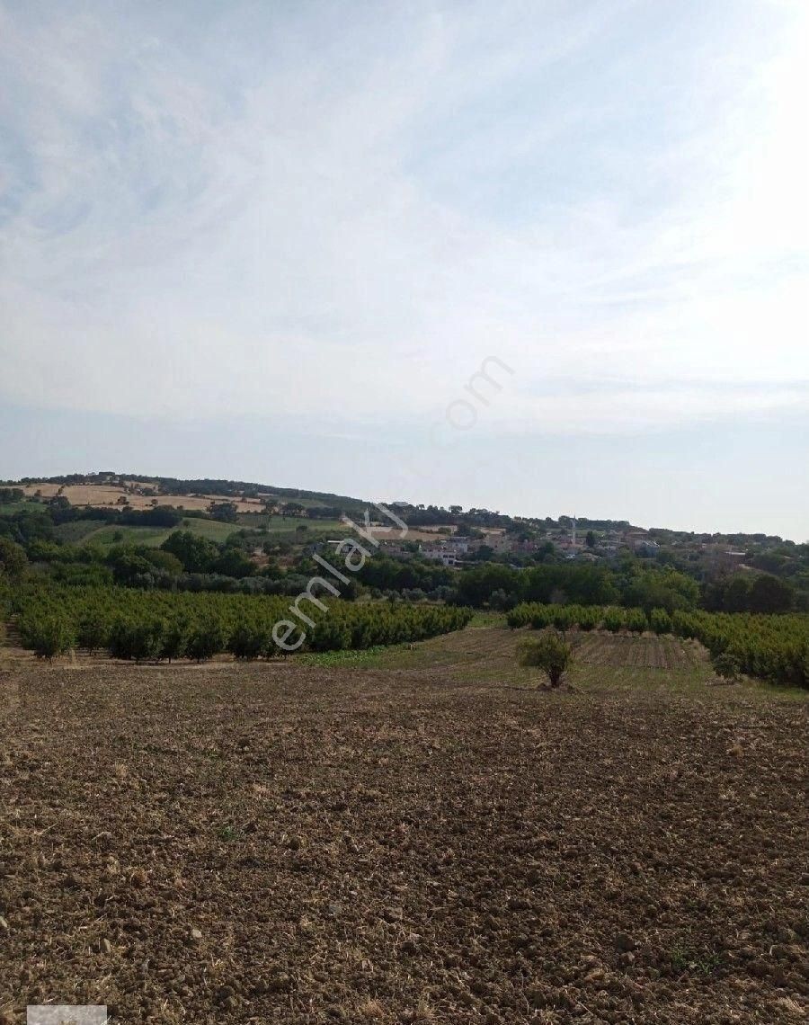 Çanakkale Merkez Musaköy Köyü Satılık Tarla ÇANAKKALE MERKEZ MUSA KÖY DE SATİLK TARLA