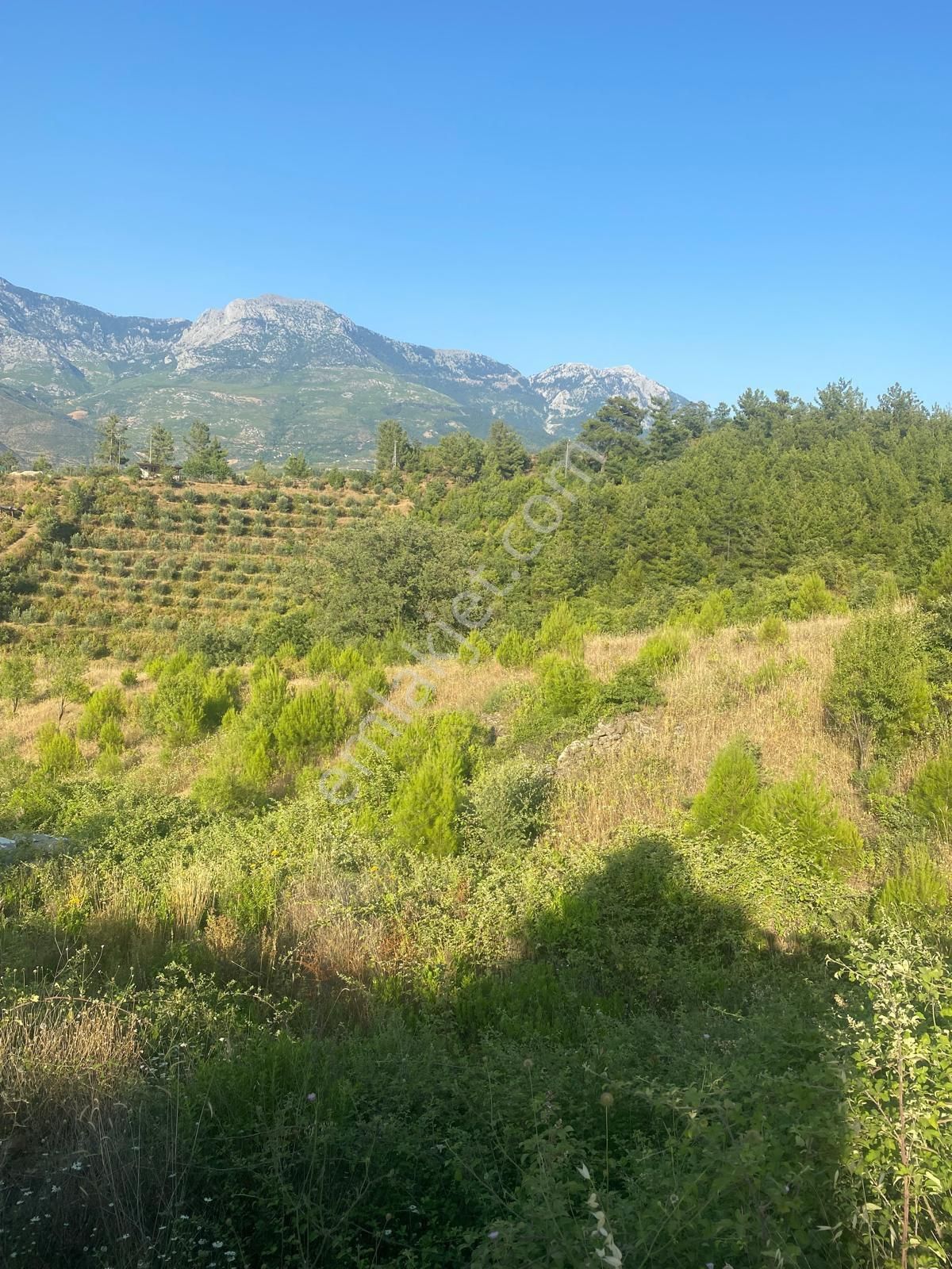 Alanya Fakırcalı Satılık Tarla Alanya Fakırcalı Mah Satılık Tarla