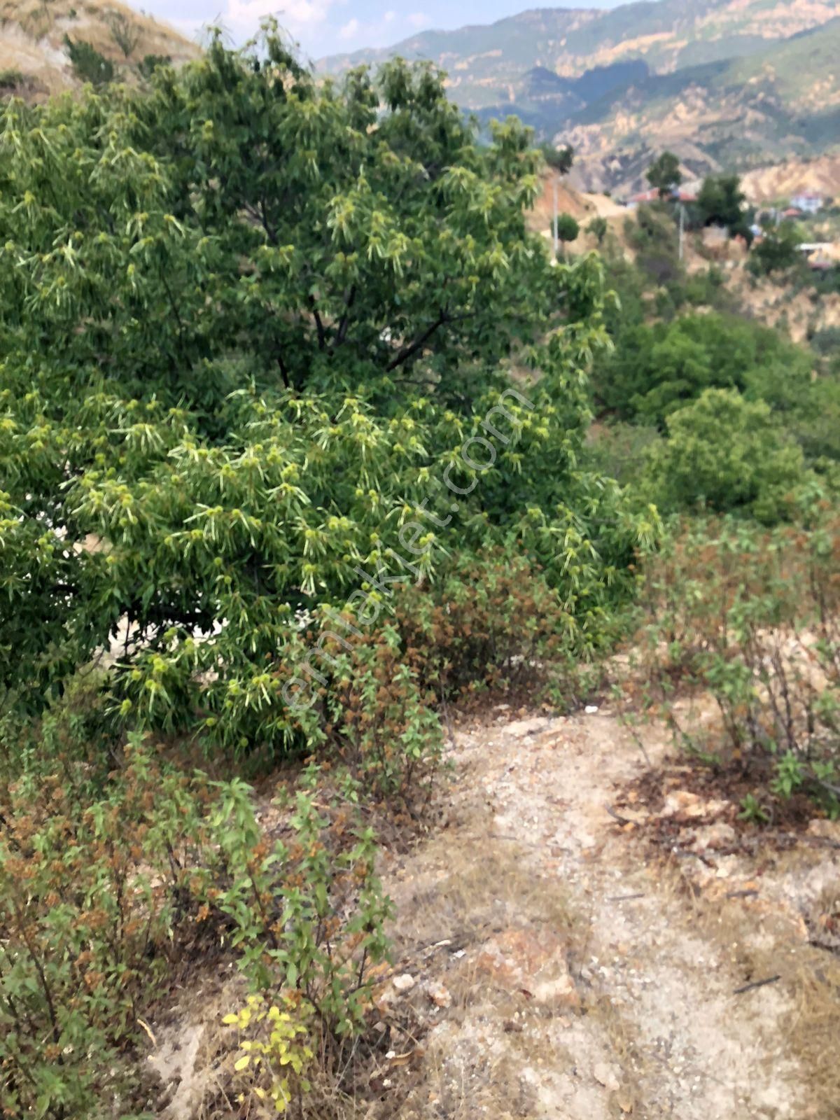 Nazilli Aşağıyakacık Mah Satılık Tarla 1500m2 - Görsel 5