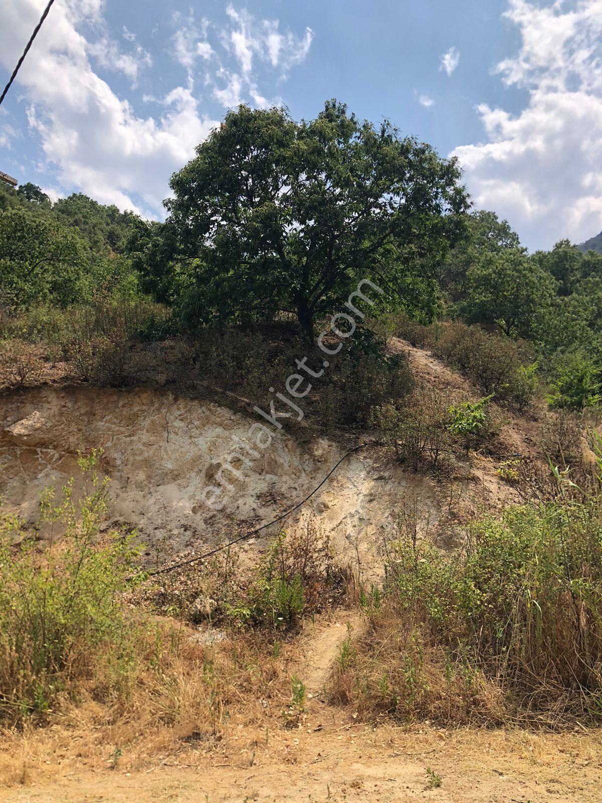 Nazilli Aşağıyakacık Mah Satılık Tarla 1500m2 - Görsel 10