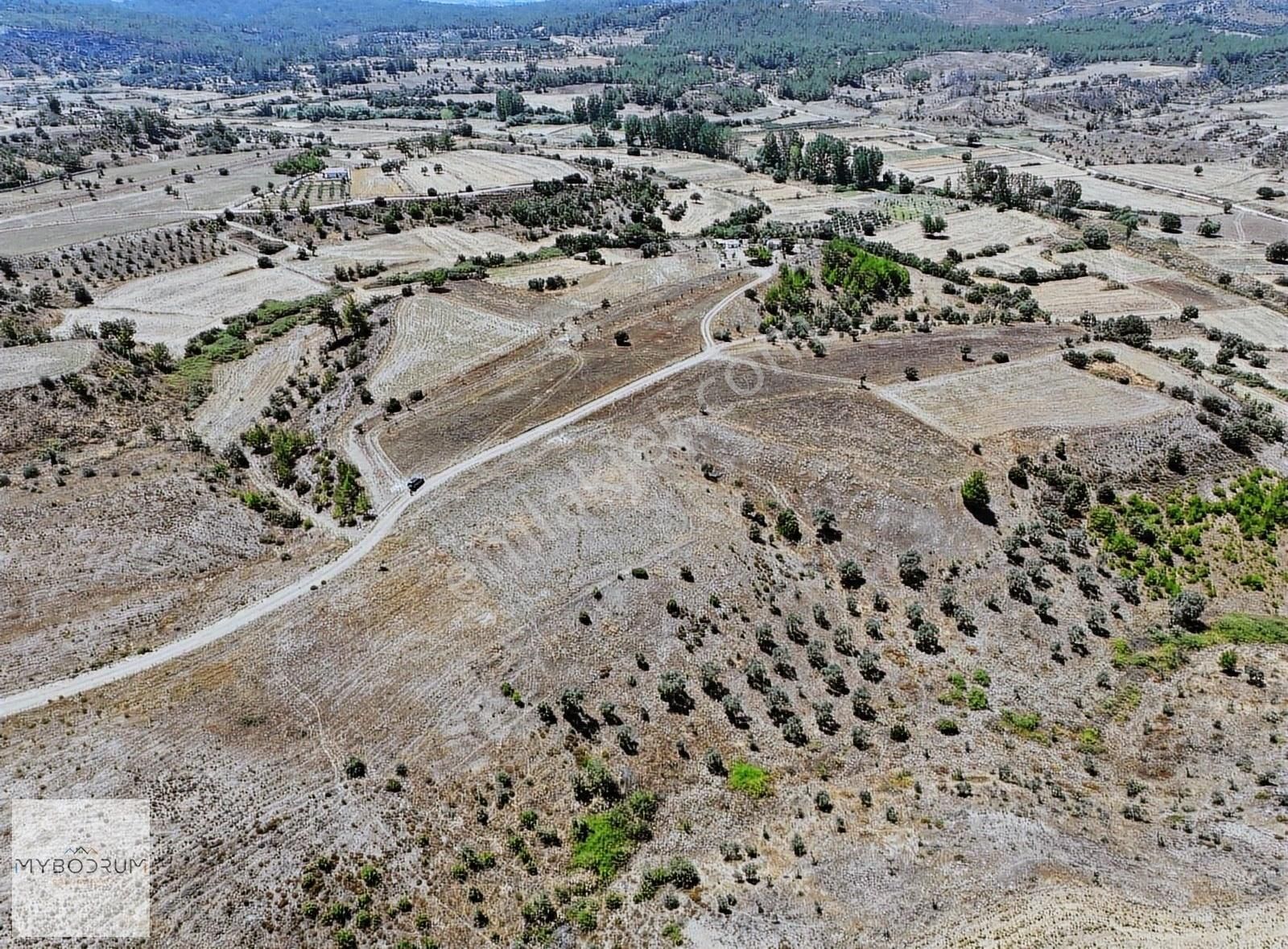 Milas Kısırlar Satılık Zeytinlik Beyciler ile Kısırlar Arası 12 Dönüm Yatırımlık Zeytinli Tarla