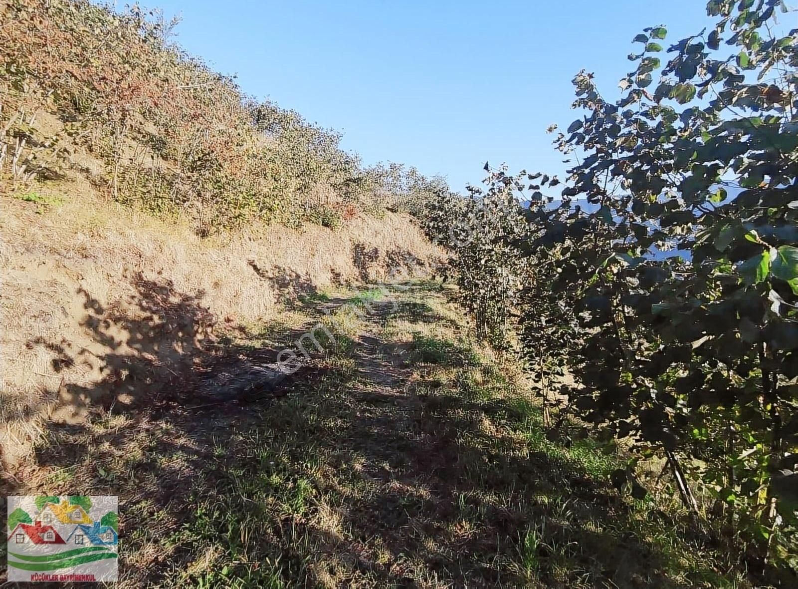 Akçaköyde Satılık Fındık Bahçesi - Görsel 3