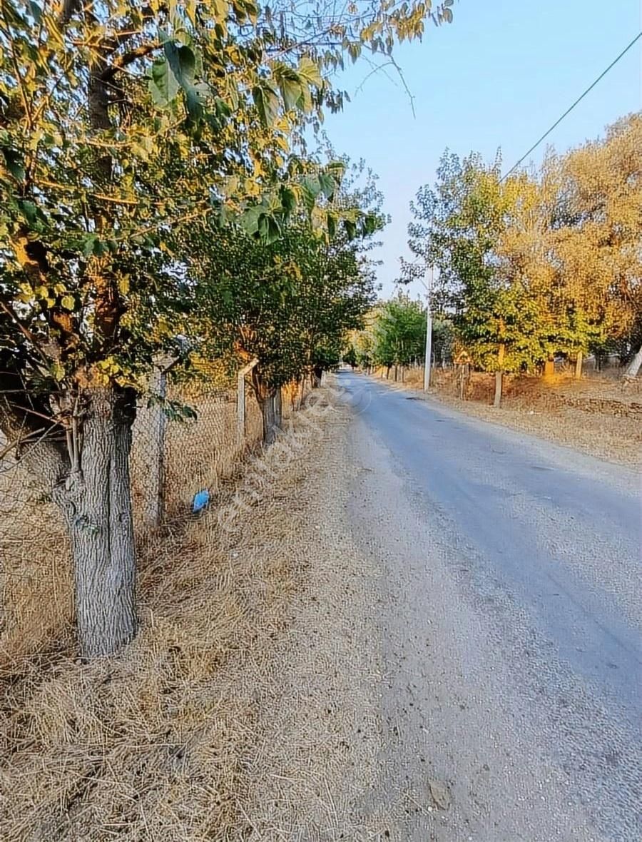 Tire Turgutlu Satılık Tarla Nursima Emlak'tan Satılık Köy İçi Dümdüz Tarla Vasıflı Zeytinlik