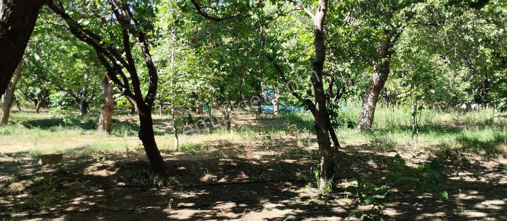 Satılık Müstakil Tapulu Ev Bahçesi - Görsel 10