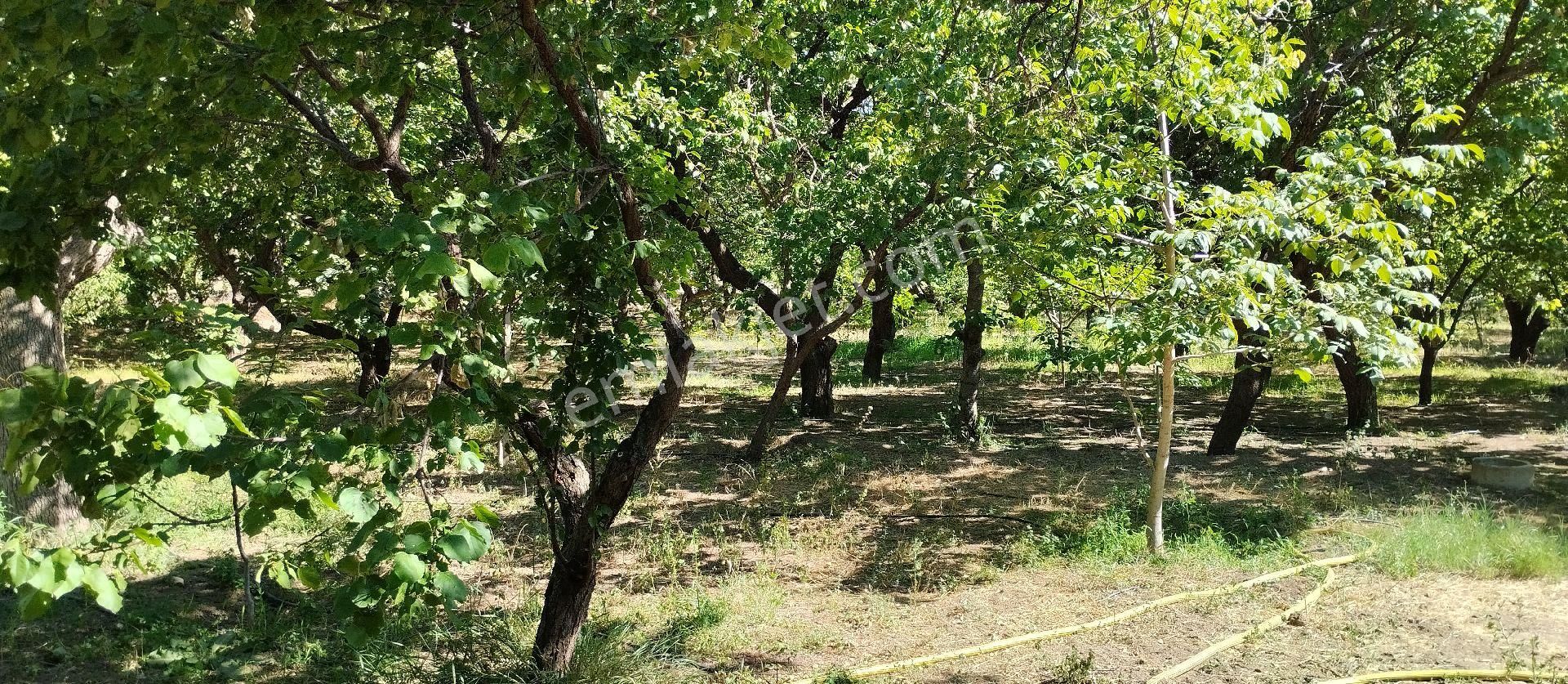 Satılık Müstakil Tapulu Ev Bahçesi - Görsel 3