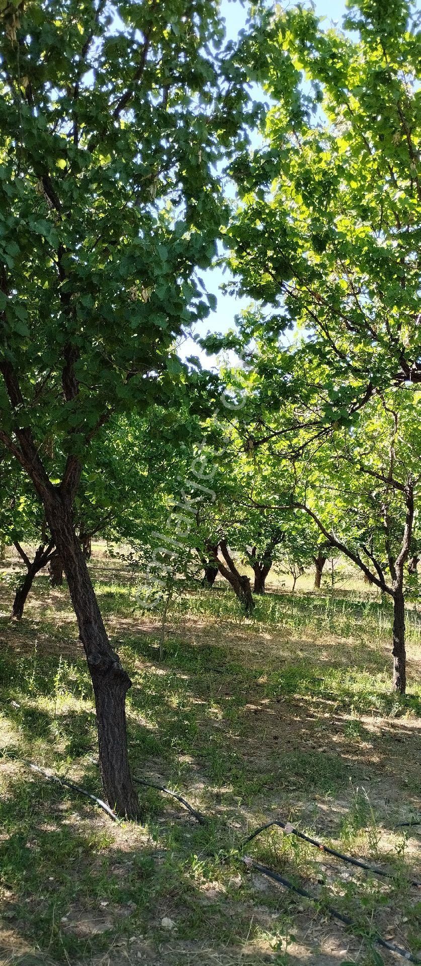 Satılık Müstakil Tapulu Ev Bahçesi - Görsel 15