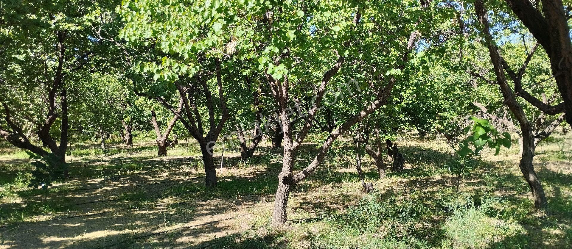 Satılık Müstakil Tapulu Ev Bahçesi - Görsel 17