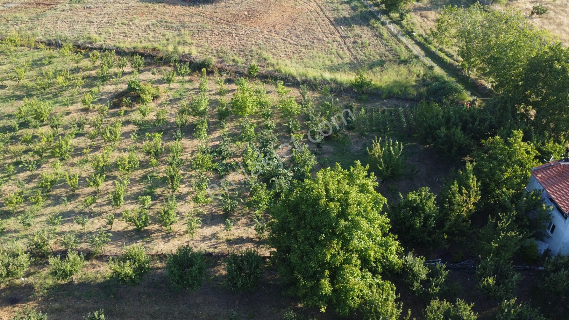 Bayramiç Beşik Köyü Satılık Tarla  ÇANAKKALE BAYRAMİÇ BEŞİK KÖYÜ 6.900 m2 MEYVA BAHÇESİ 96 m2 EV