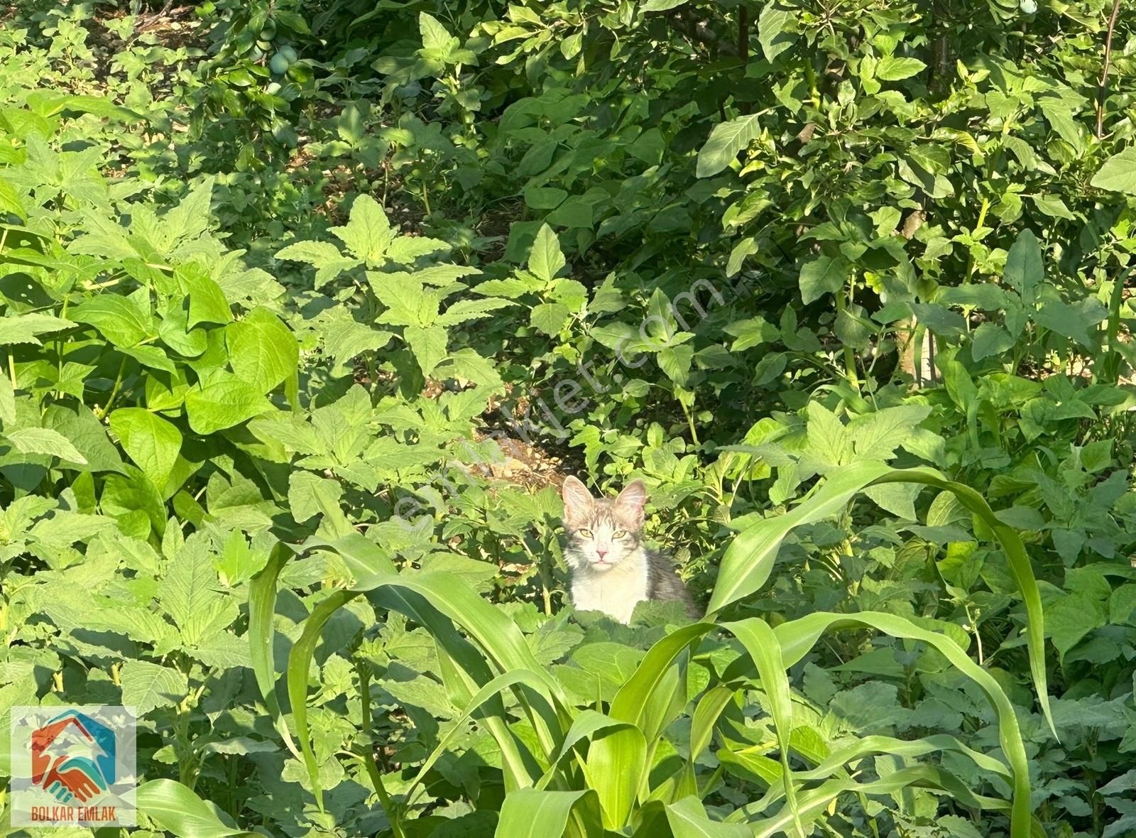 Arslanköy'de Muhteşem Konumda Satılık 947 M² Arsa - Görsel 10