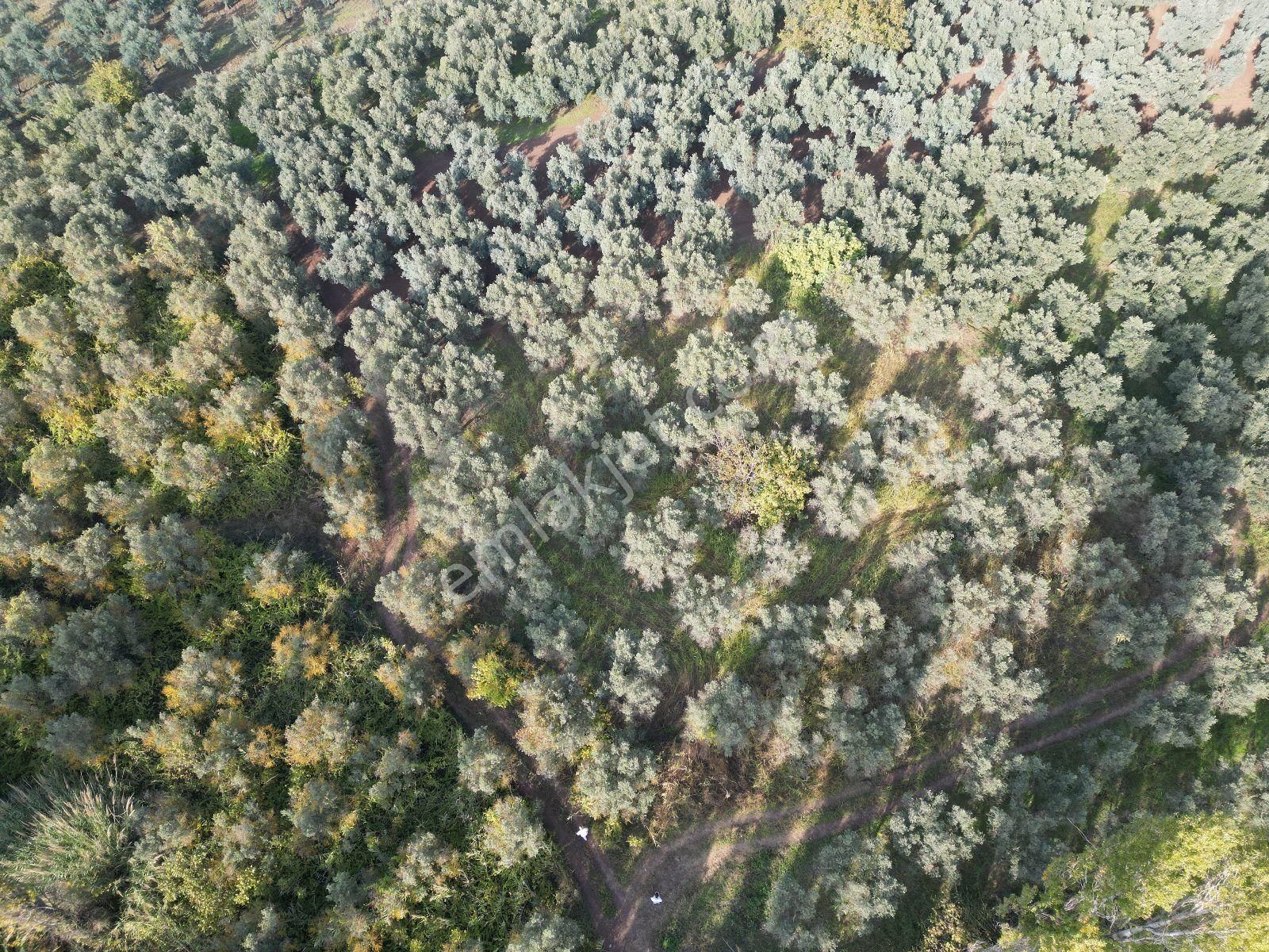 Gemlik Adliye Köyünde Satılık Zeytinlik 4755m2. Yol Su Var - Görsel 8