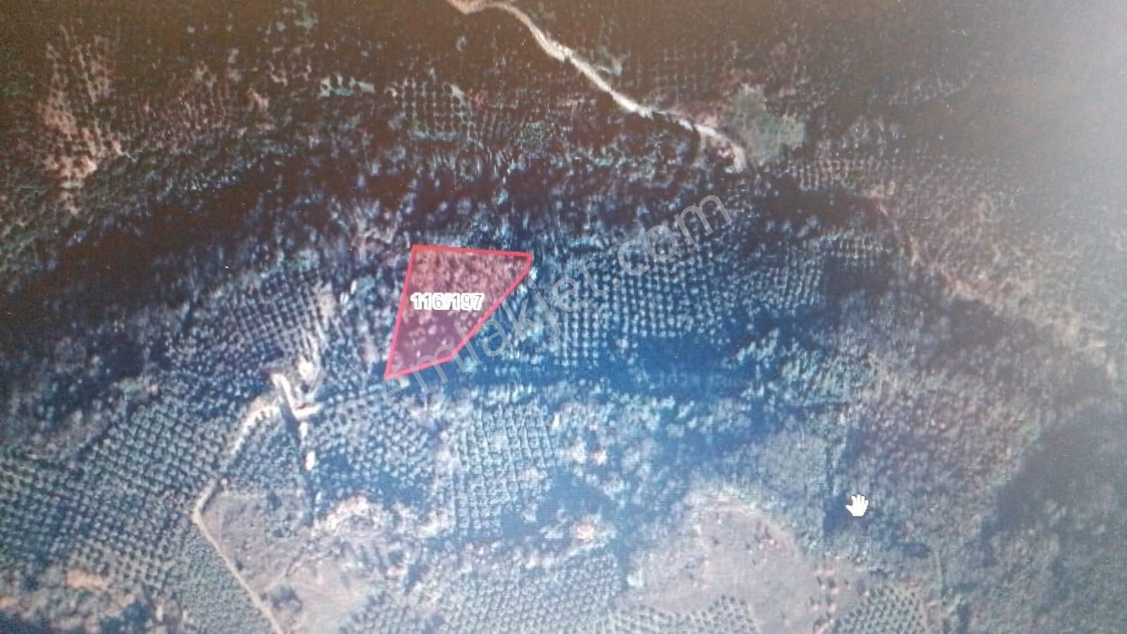 Gemlik Adliye Köyünde Satılık Zeytinlik 4755m2. Yol Su Var - Görsel 11