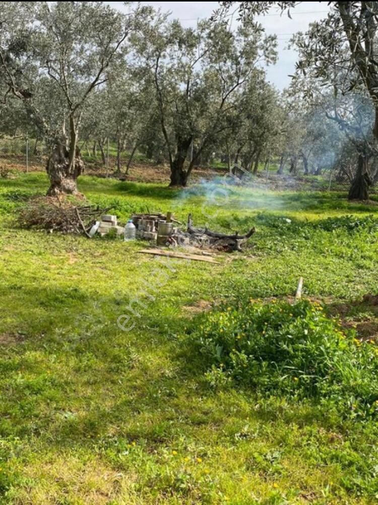 Gemlik Adliye Köyünde Satılık Zeytinlik 4755m2. Yol Su Var - Görsel 2